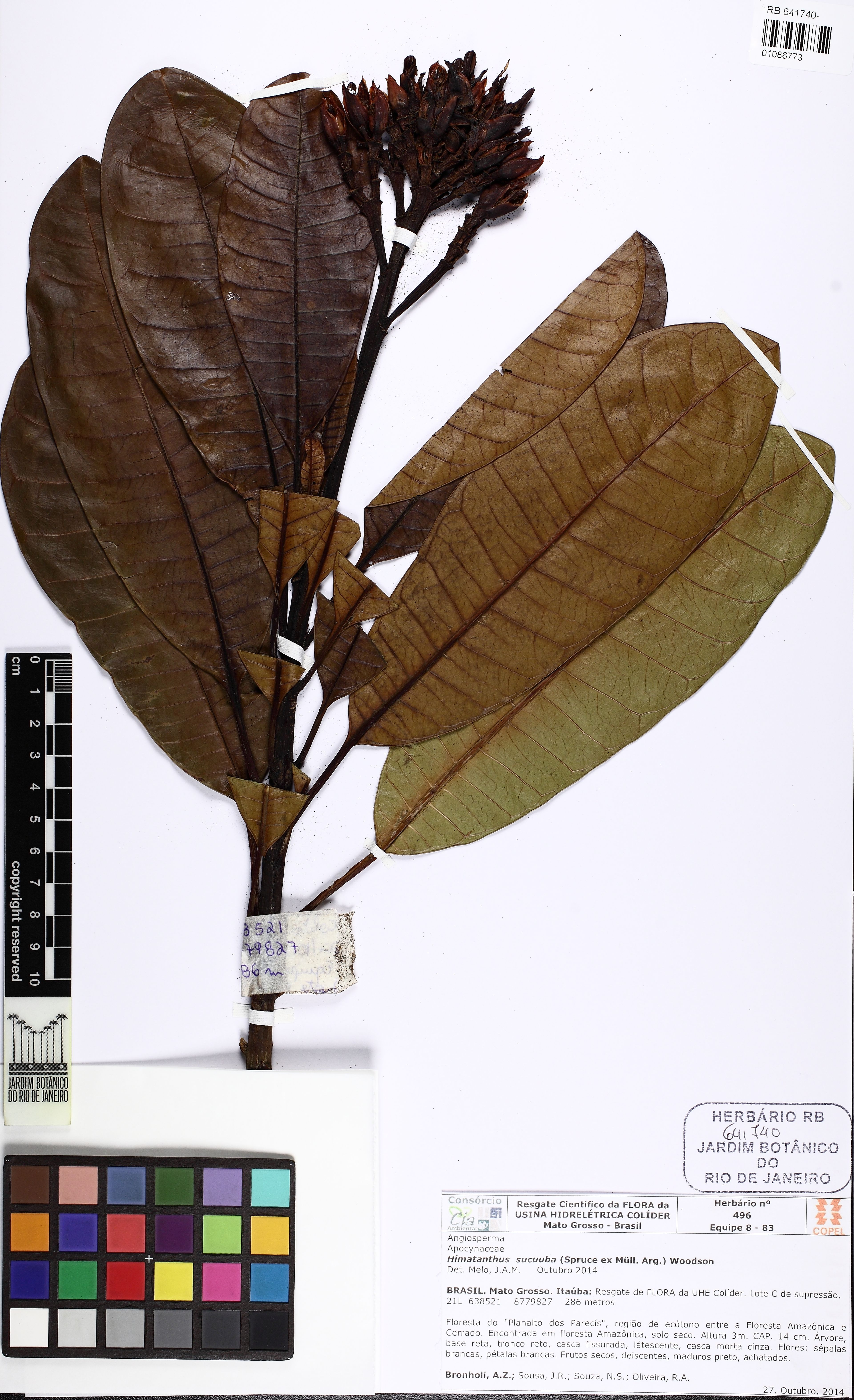 Himatanthus sucuuba - 64