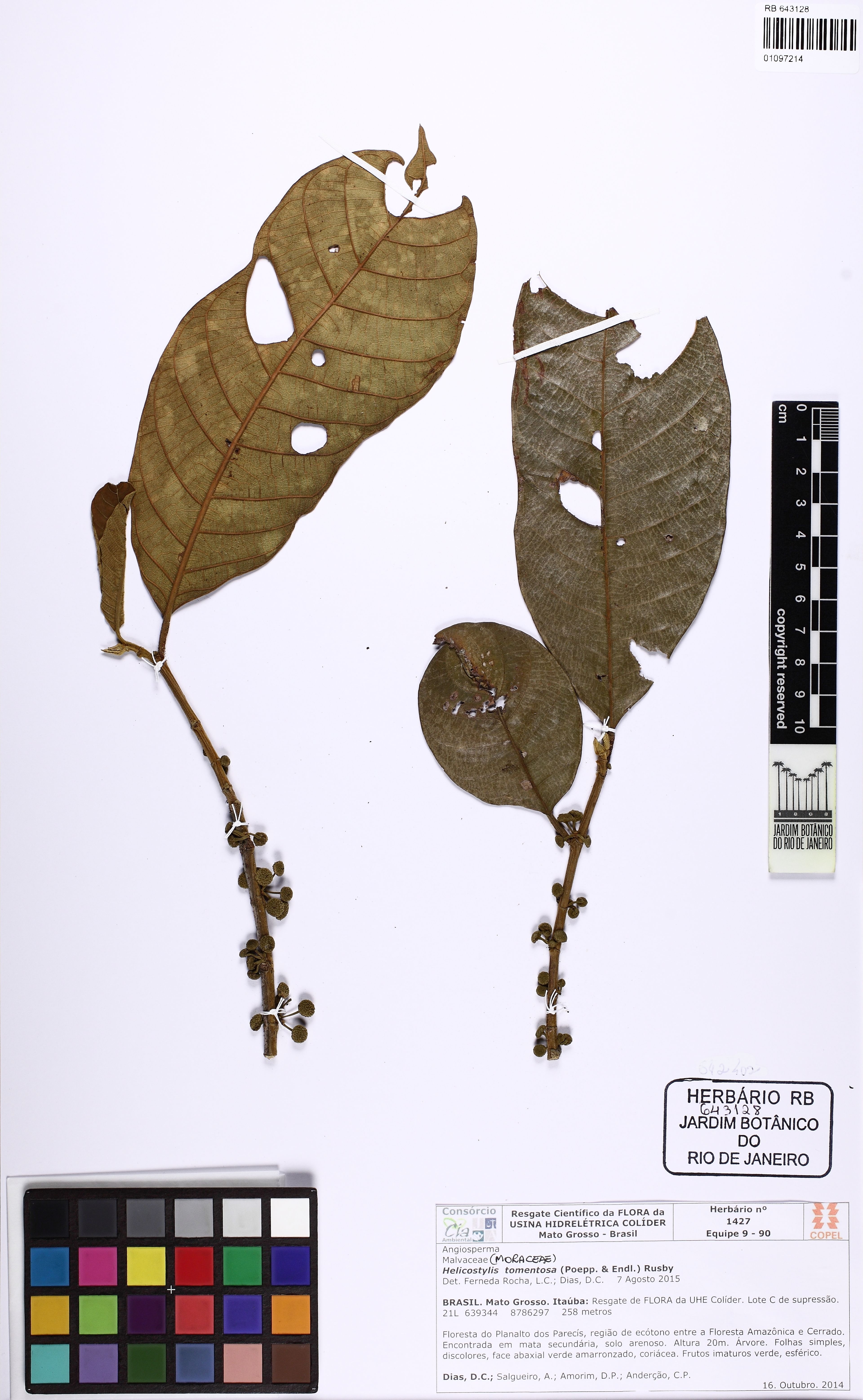 Helicostylis tomentosa - 36