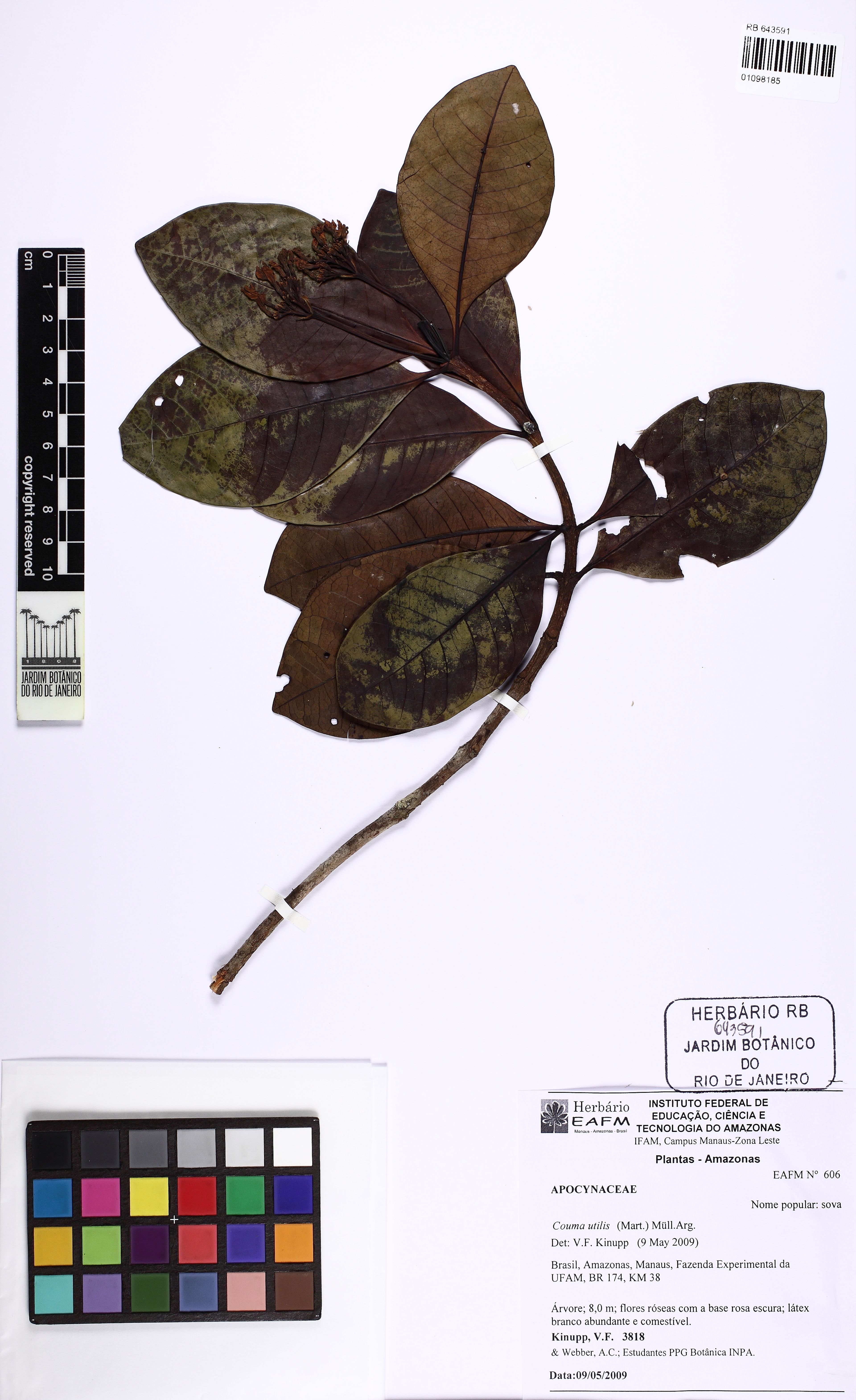 Couma utilis - 87