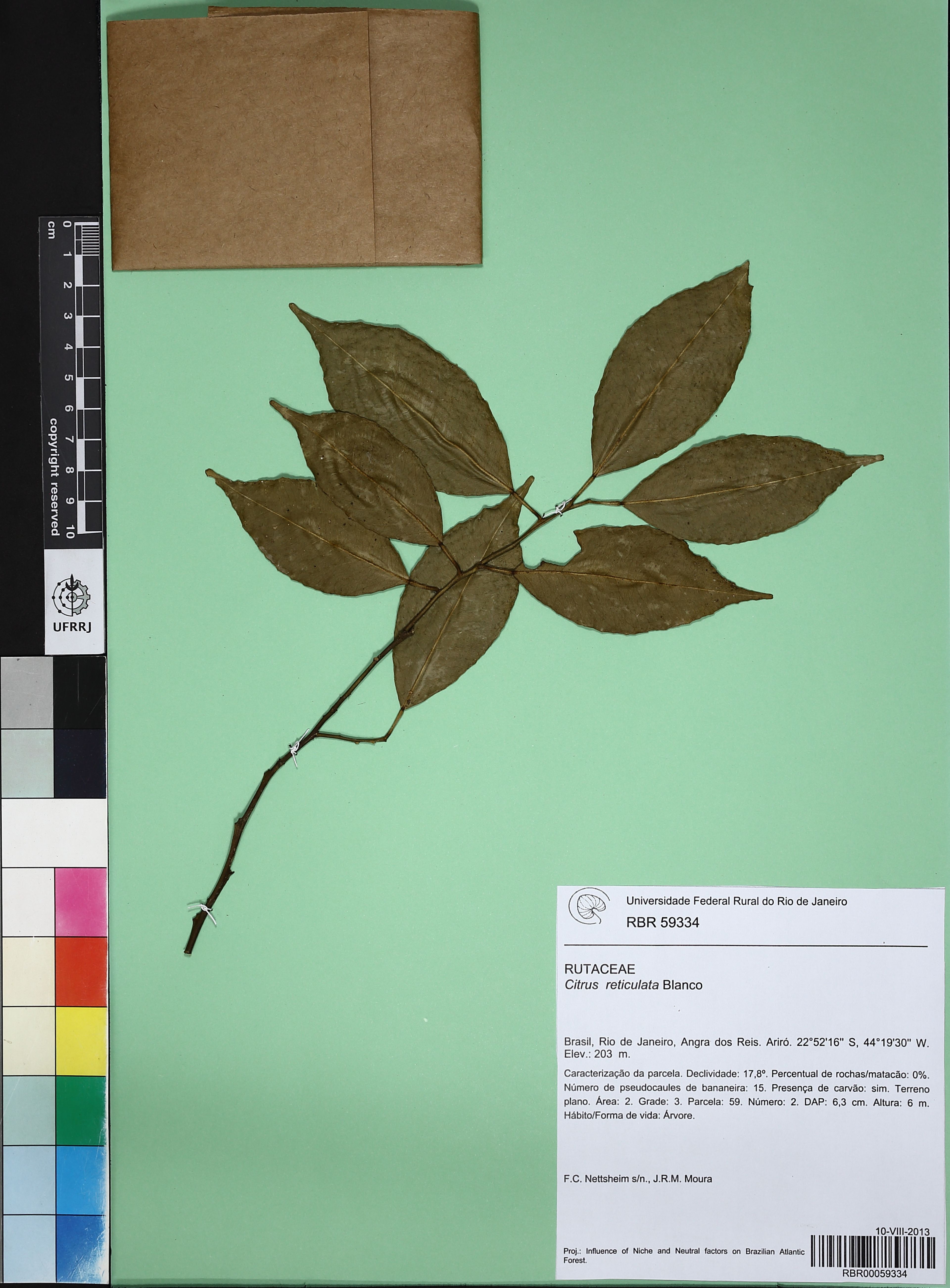 Citrus reticulata - 47