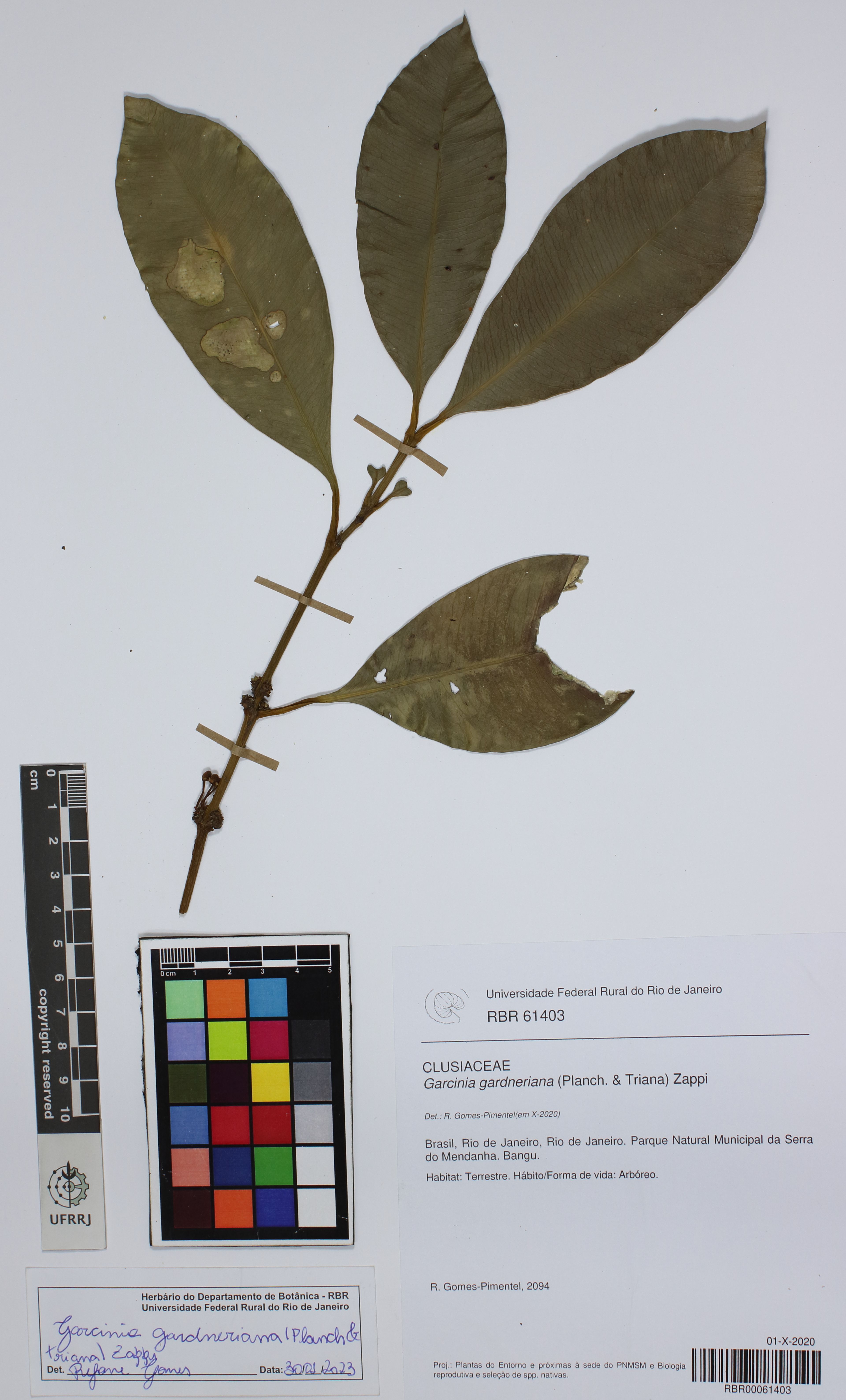 Garcinia gardneriana - 90