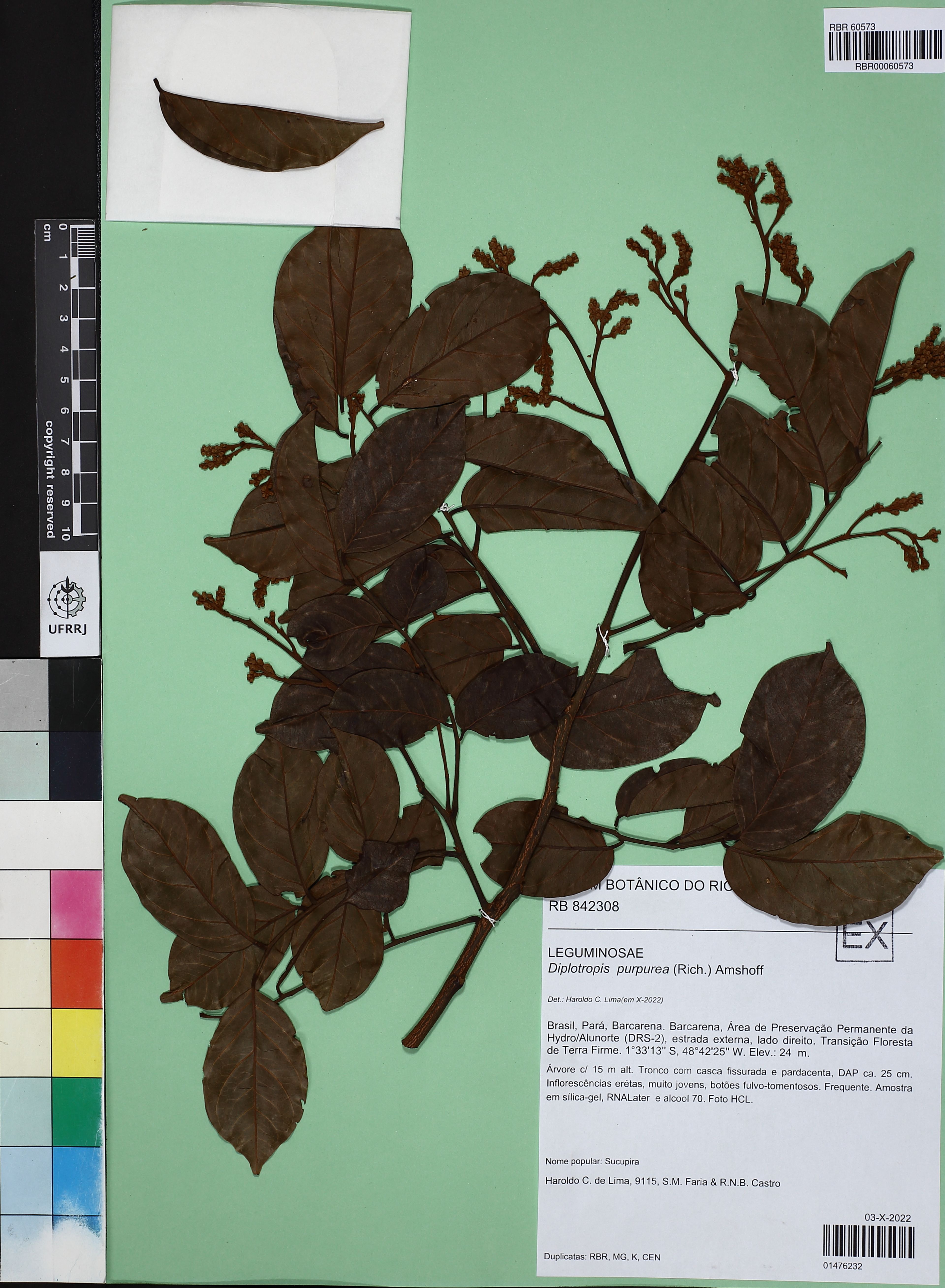 Diplotropis purpurea - 69