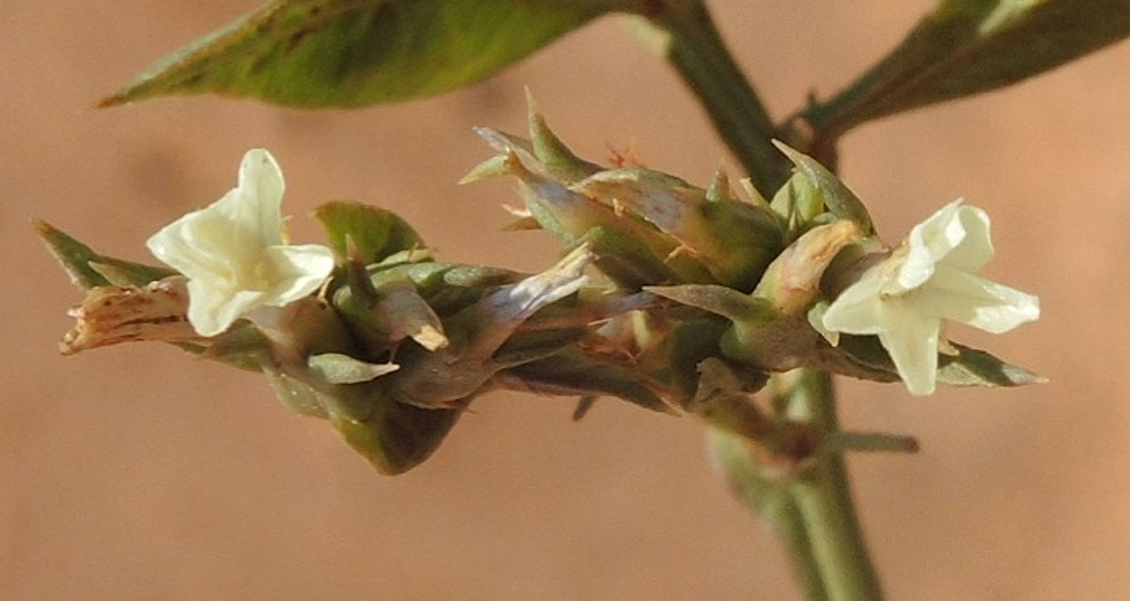 Limonium thouinii - 29