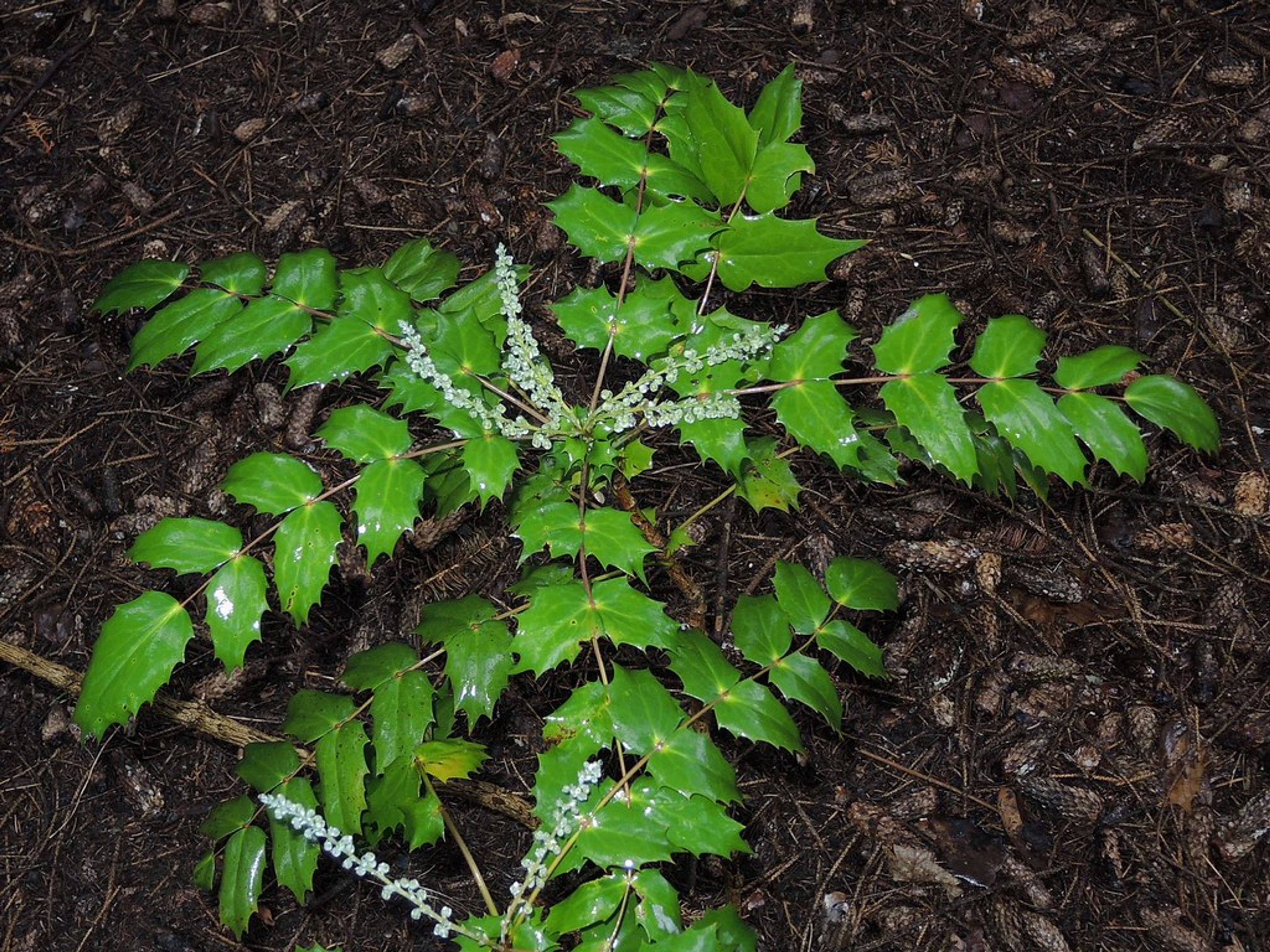 Mahonia japonica - 21