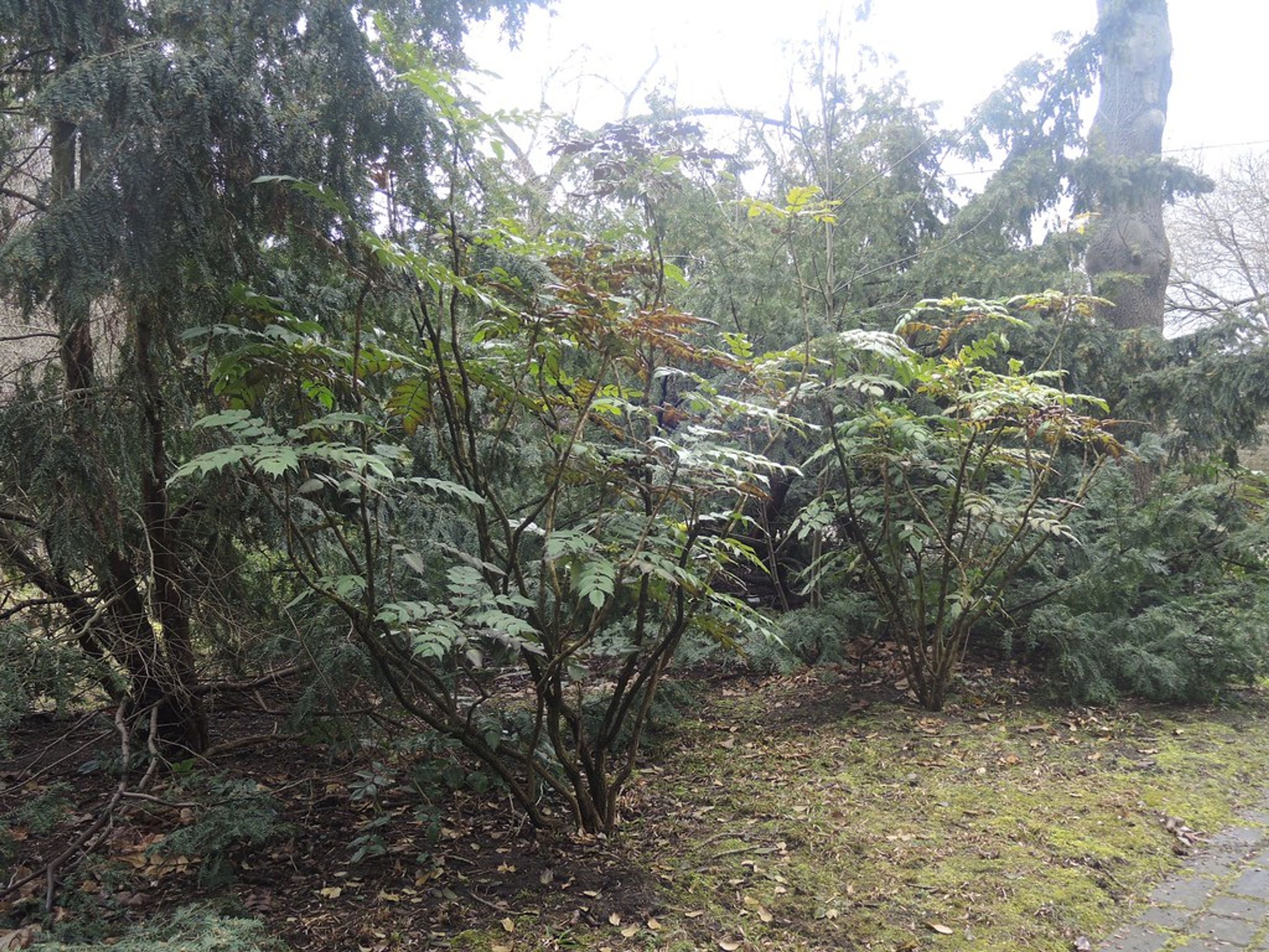 Mahonia japonica - 69