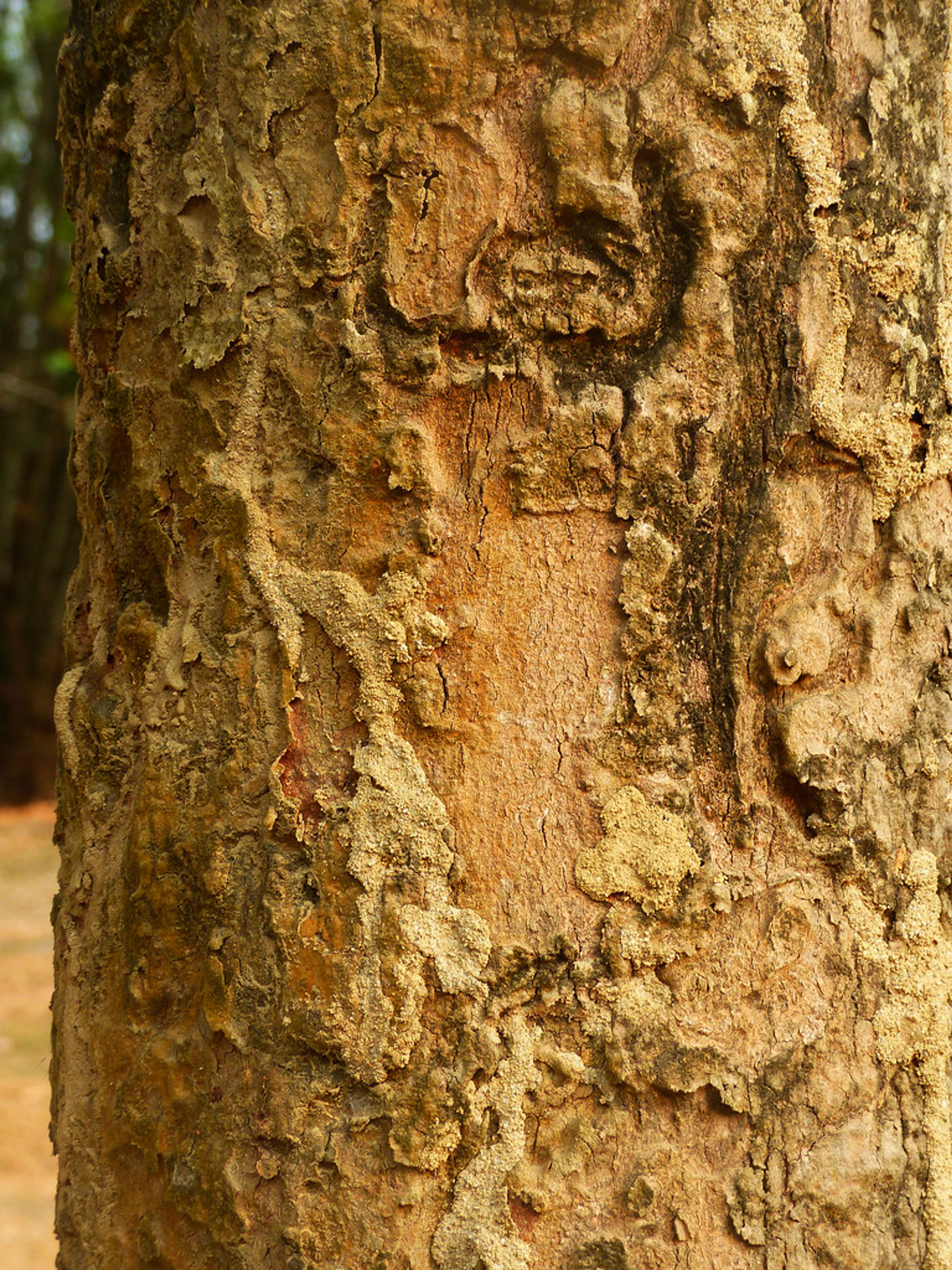 Dipterocarpus alatus - 51