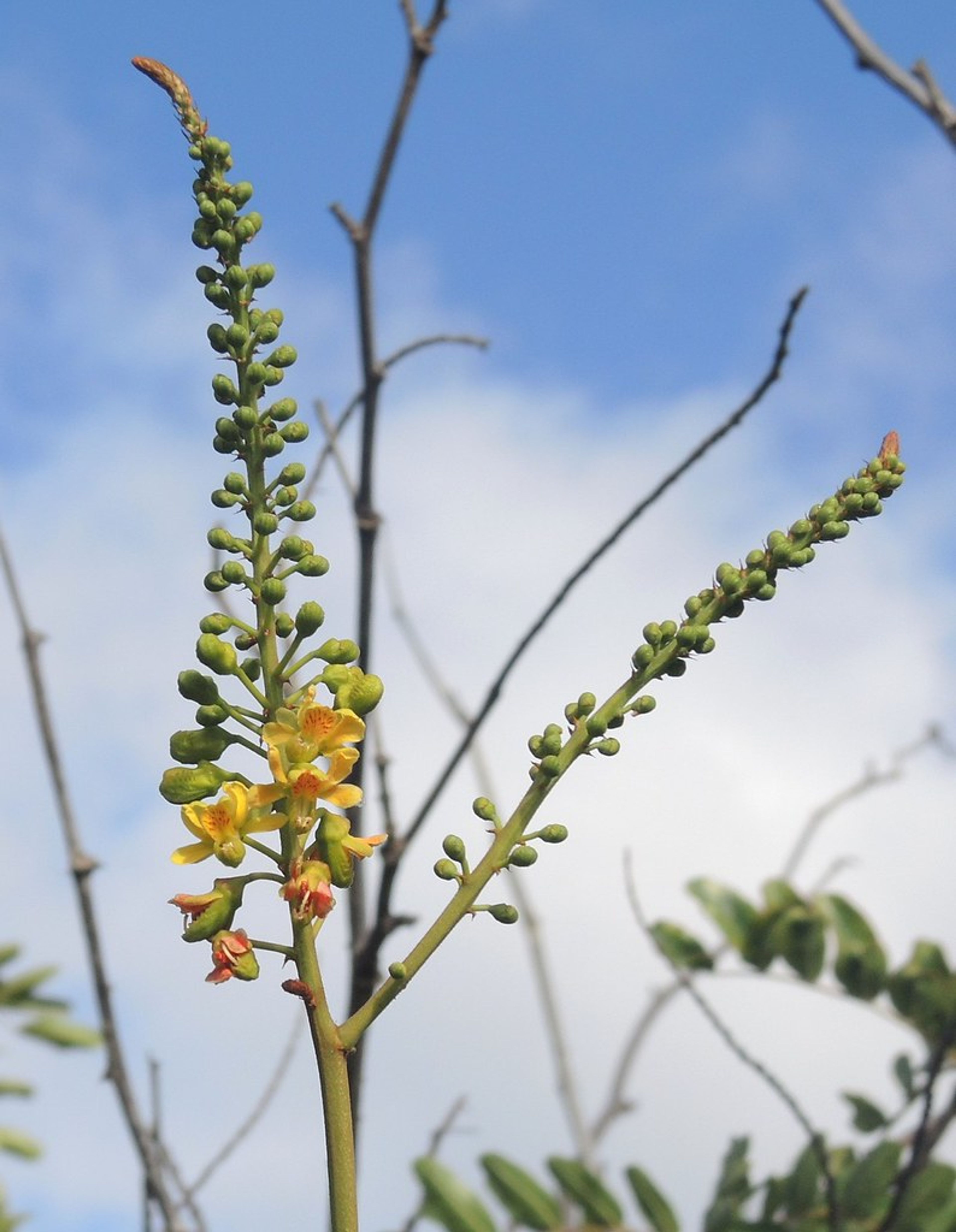 Caesalpinia spinosa - 83