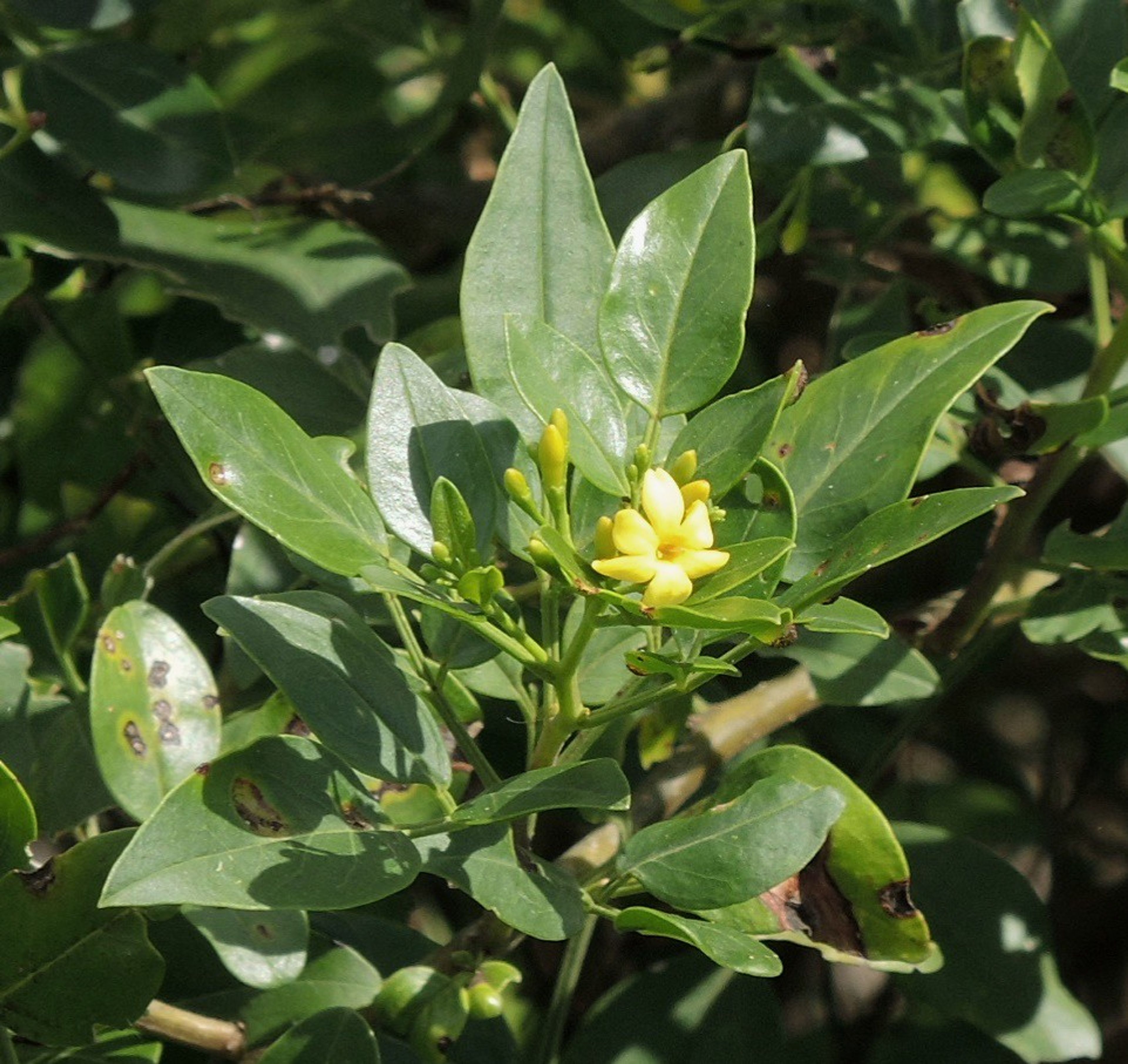 Jasminum odoratissimum - 11