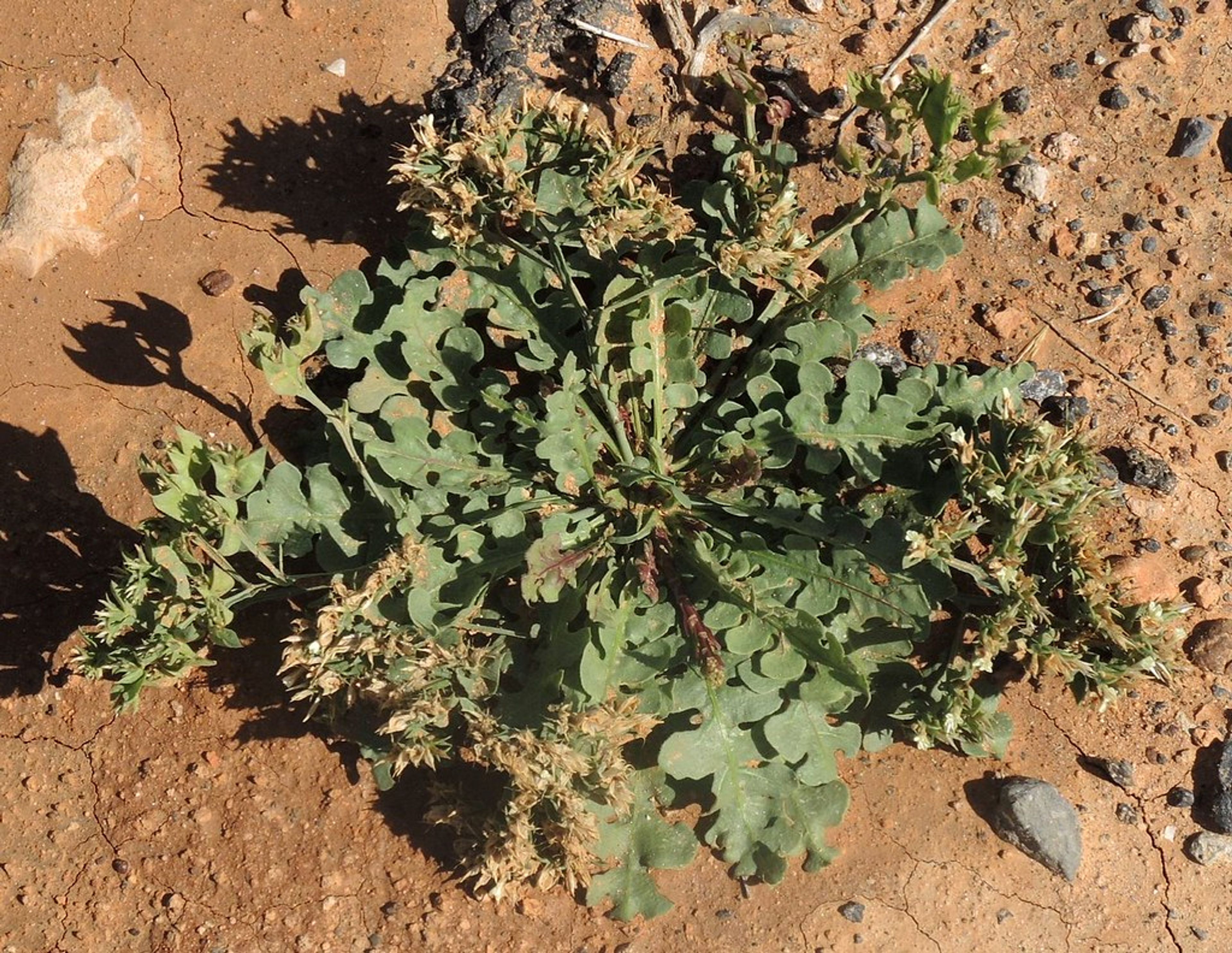 Limonium thouinii - 96