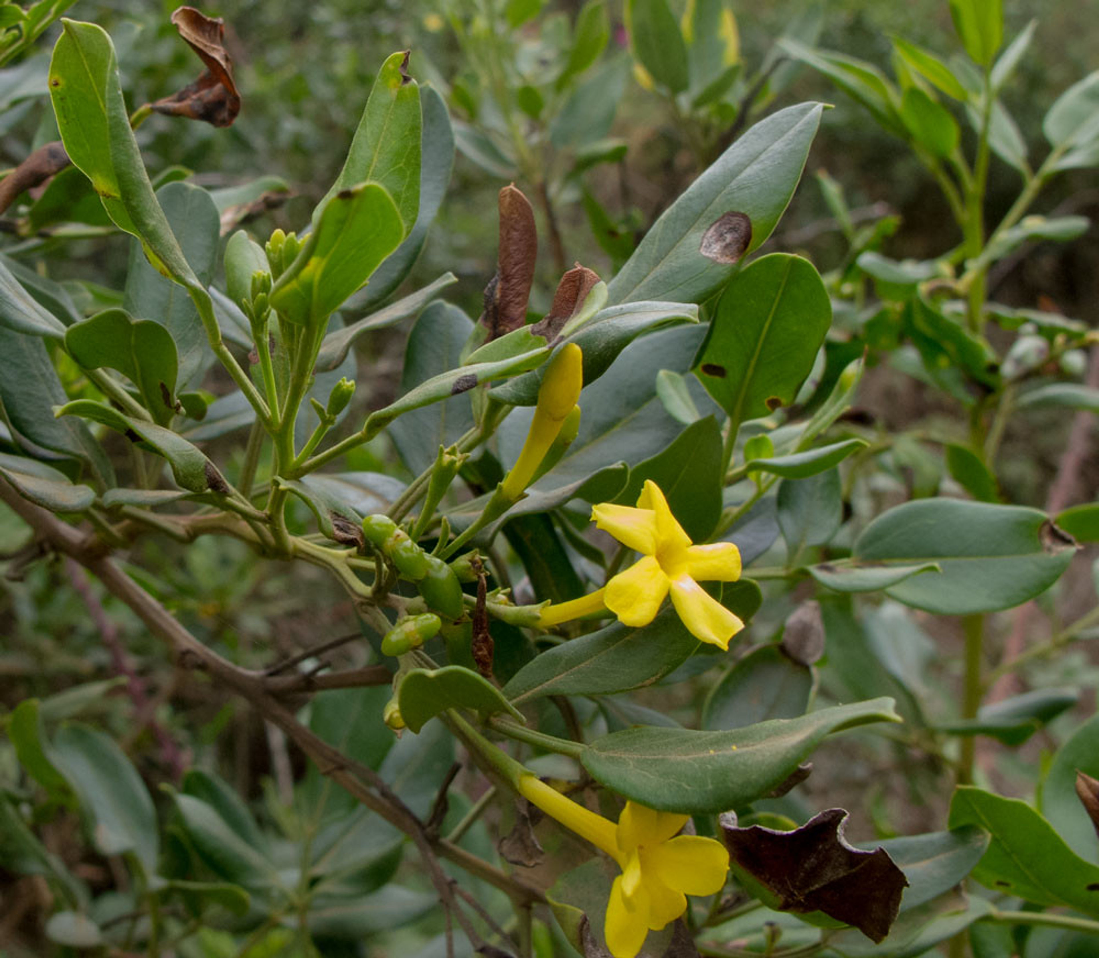 Jasminum odoratissimum - 60