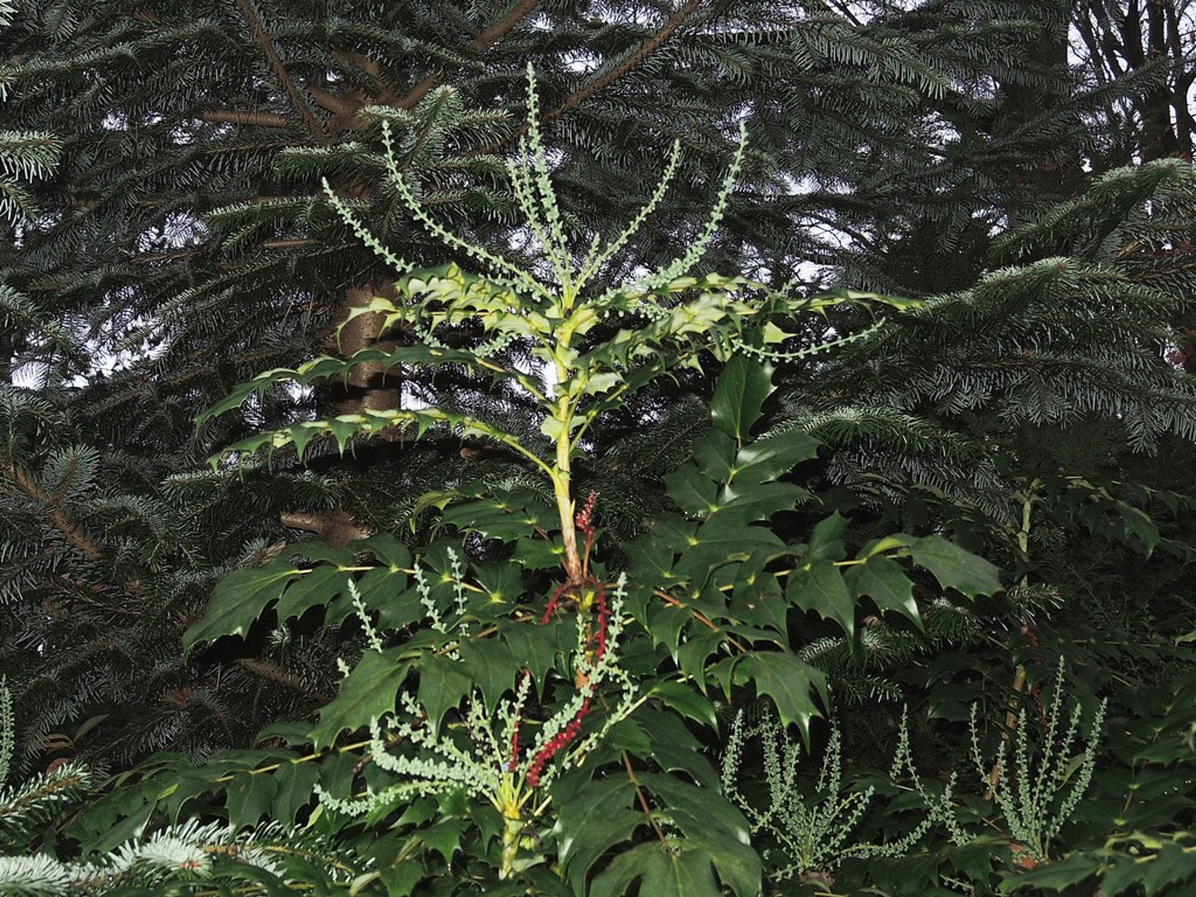 Mahonia japonica - 48