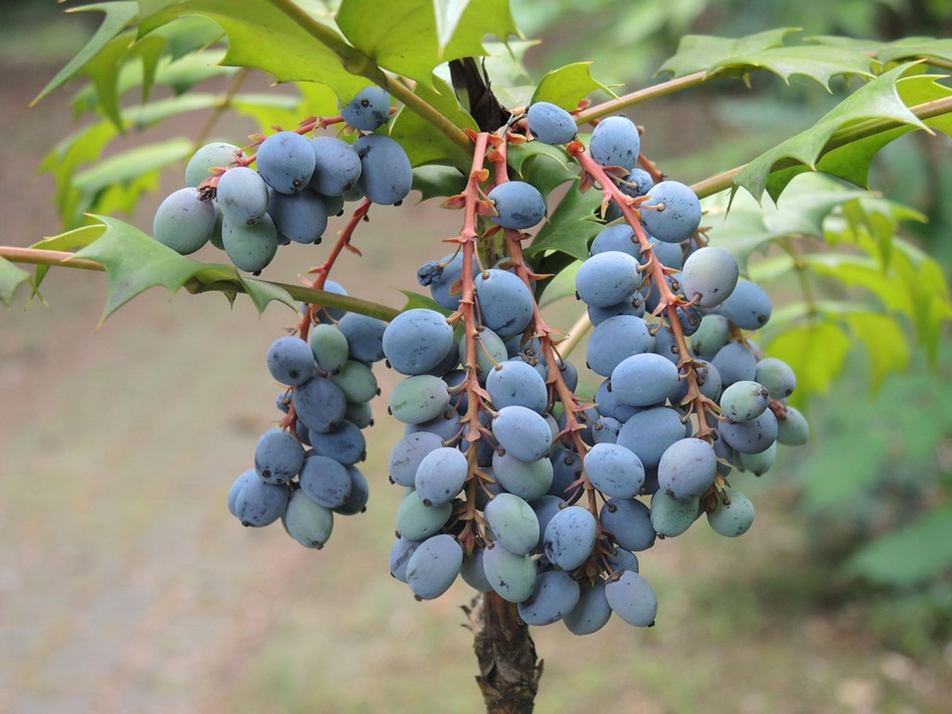Mahonia japonica - 35