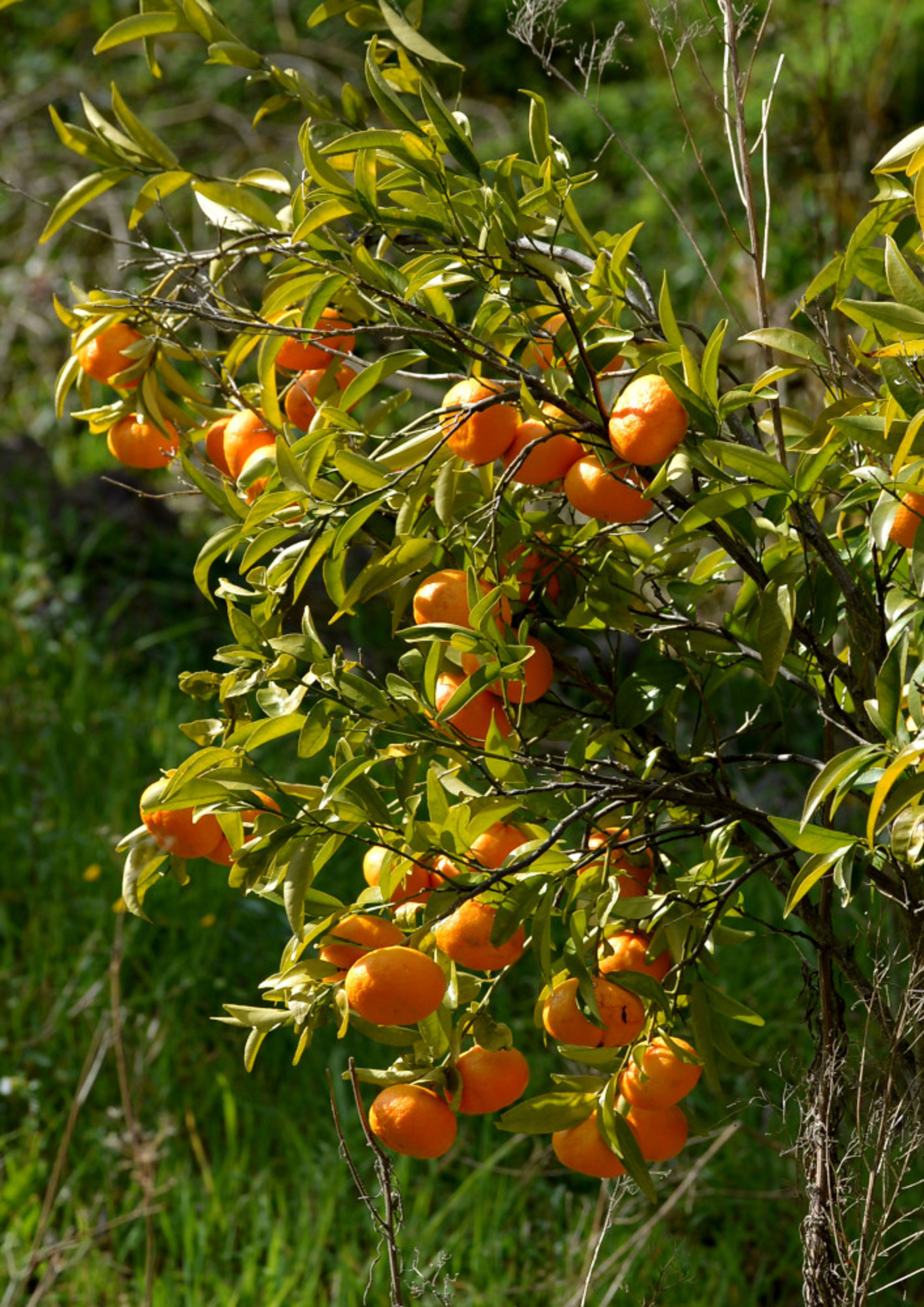 Citrus reticulata - 36