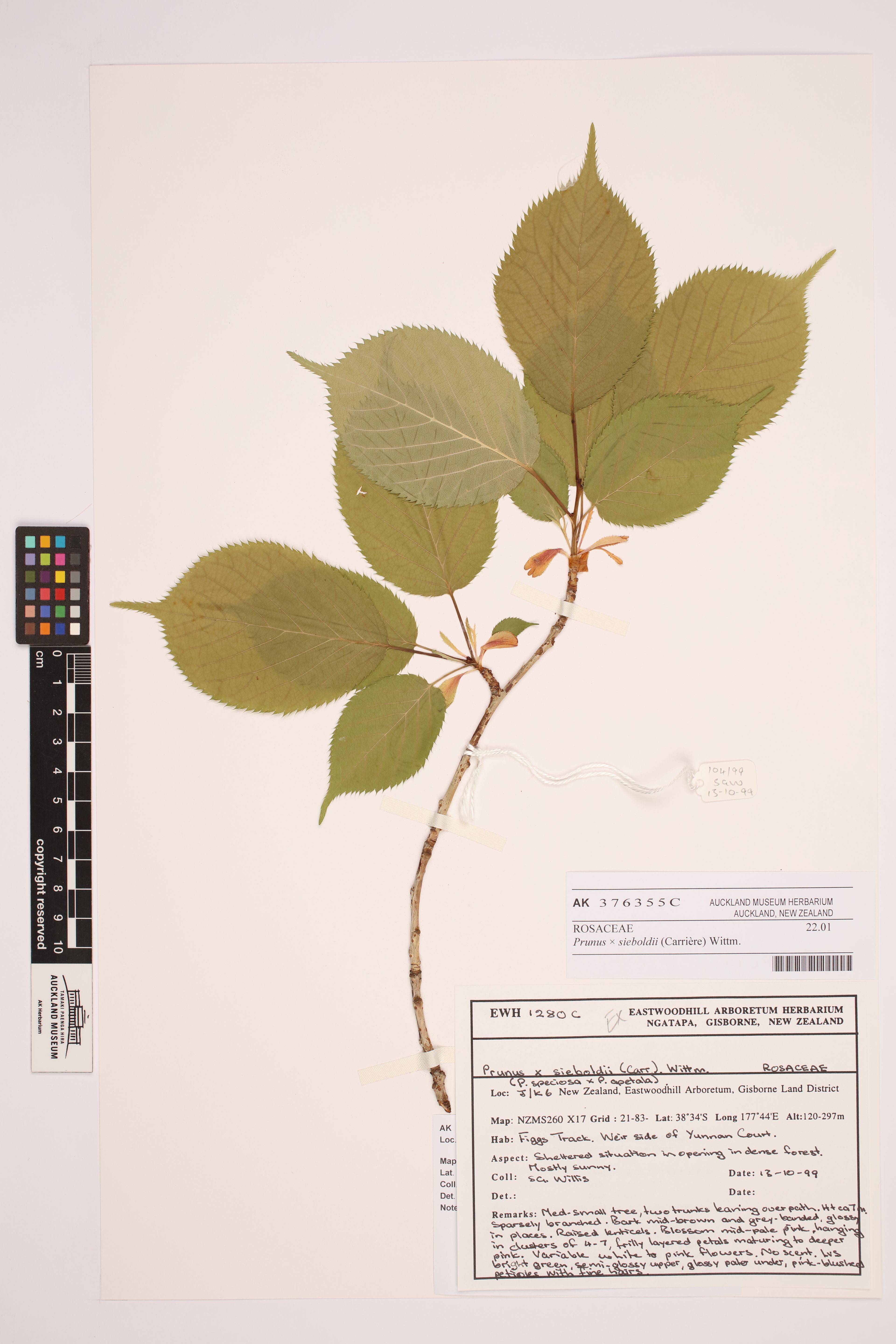 Prunus lannesiana - 86