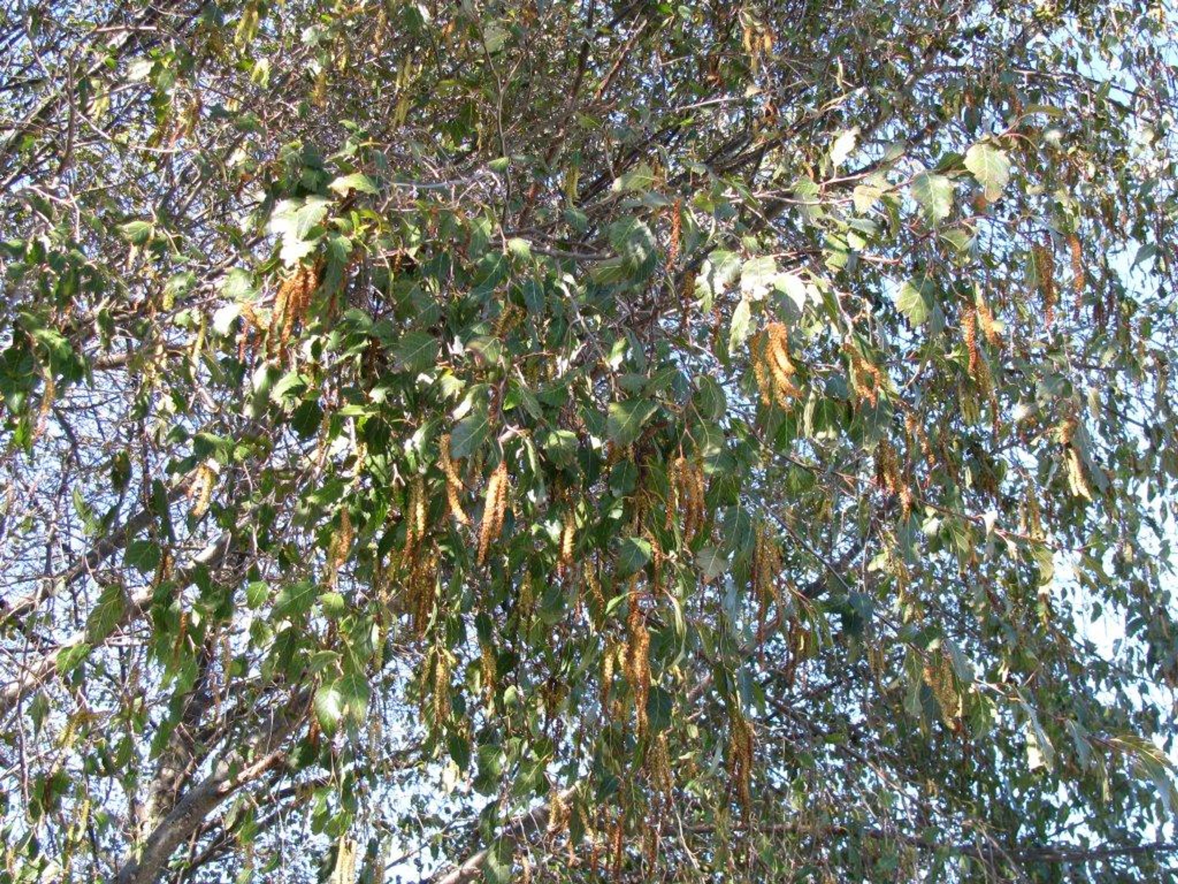 Alnus jorullensis - 94