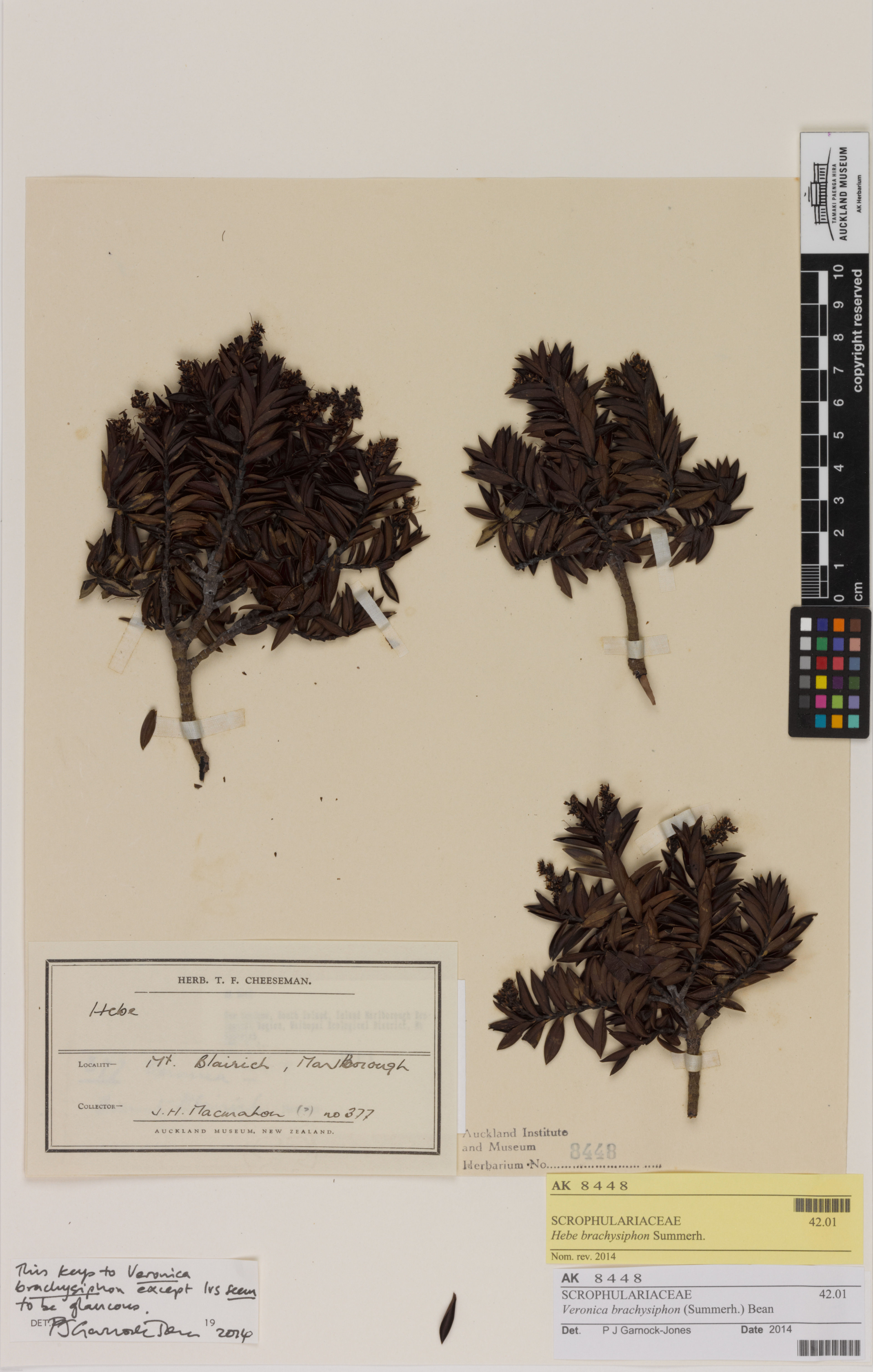 Hebe brachysiphon - 21