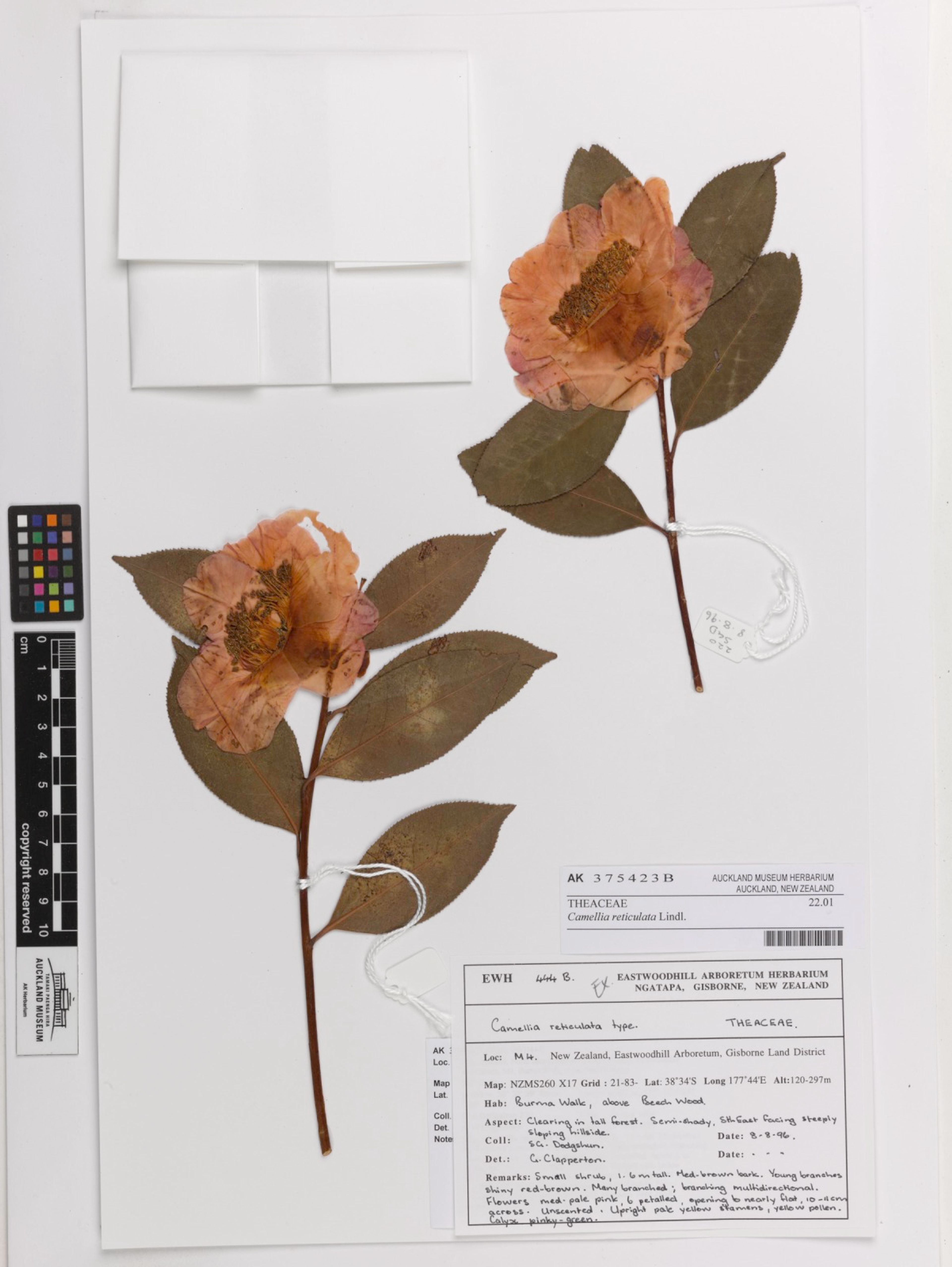 Camellia reticulata - 70