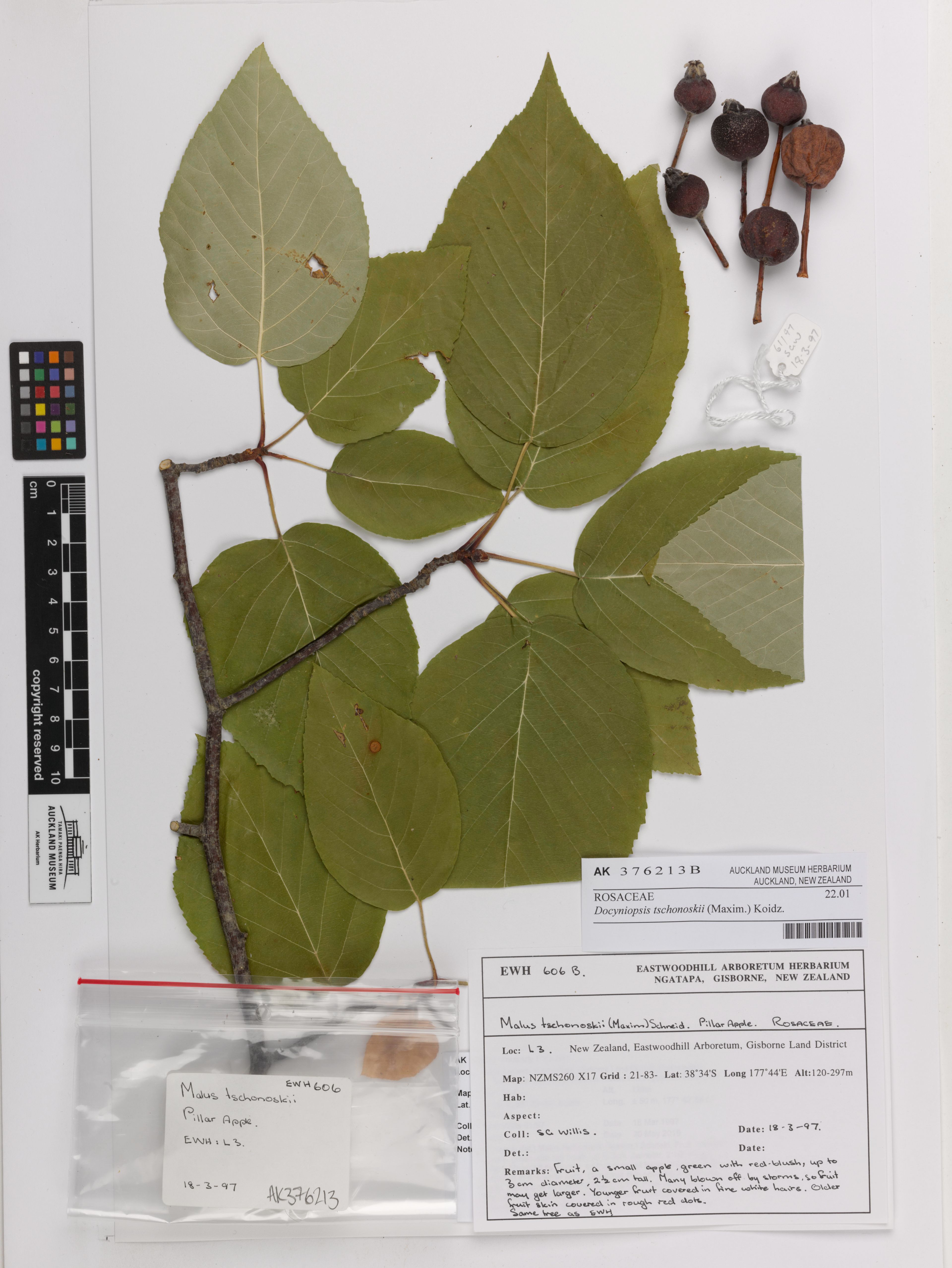 Malus tschonoskii - 7