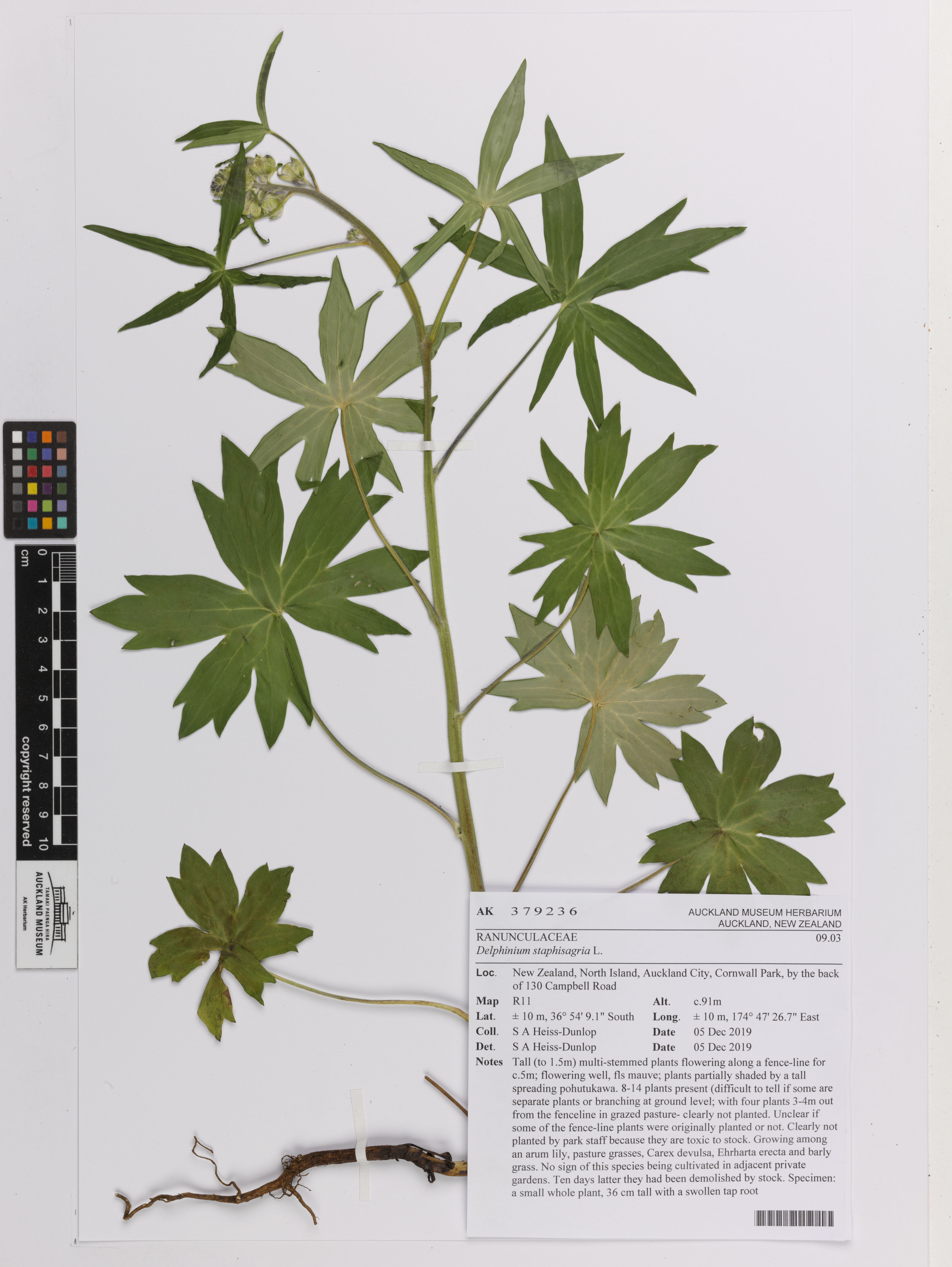 Delphinium staphisagria - 1