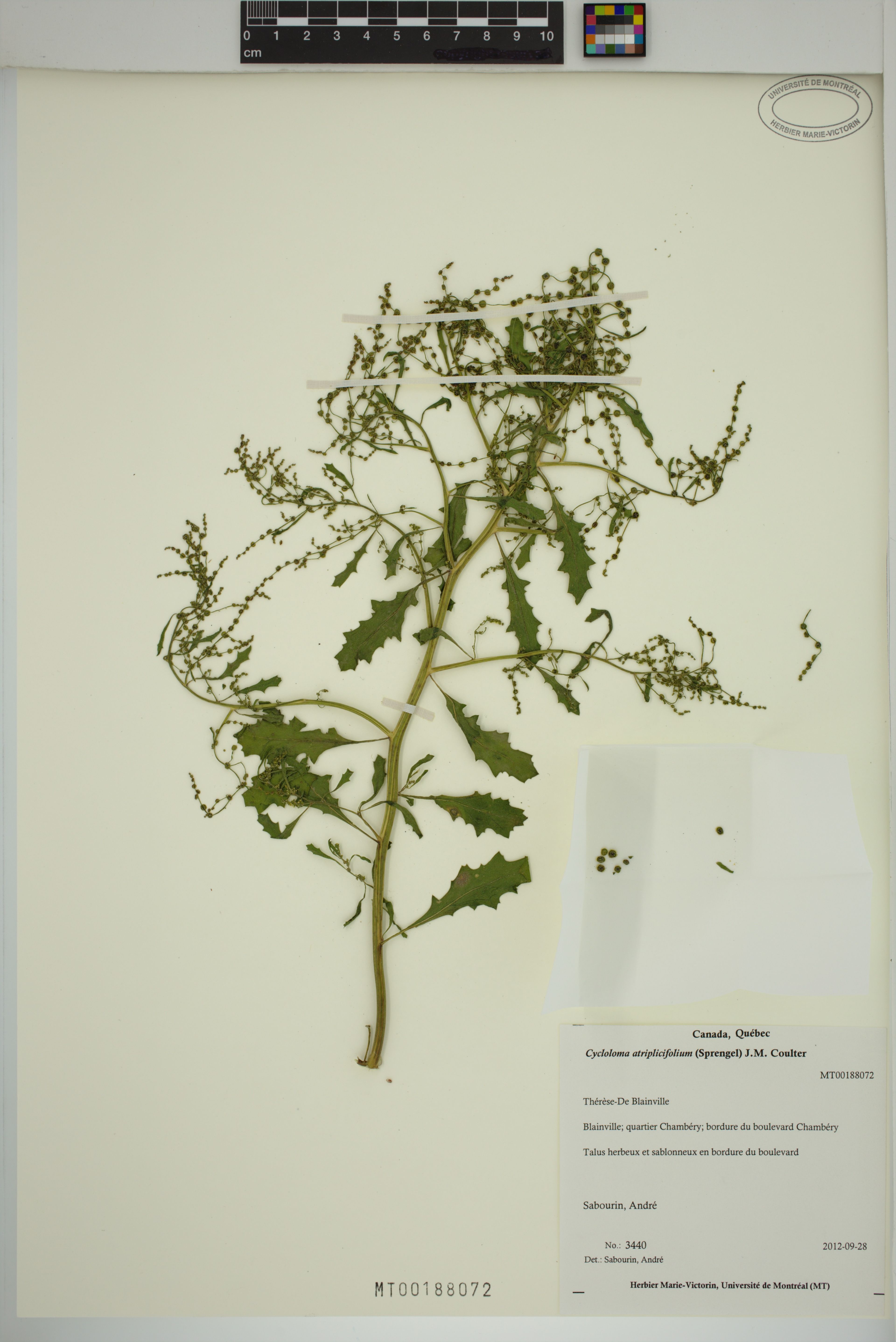 Cycloloma atriplicifolium - 15