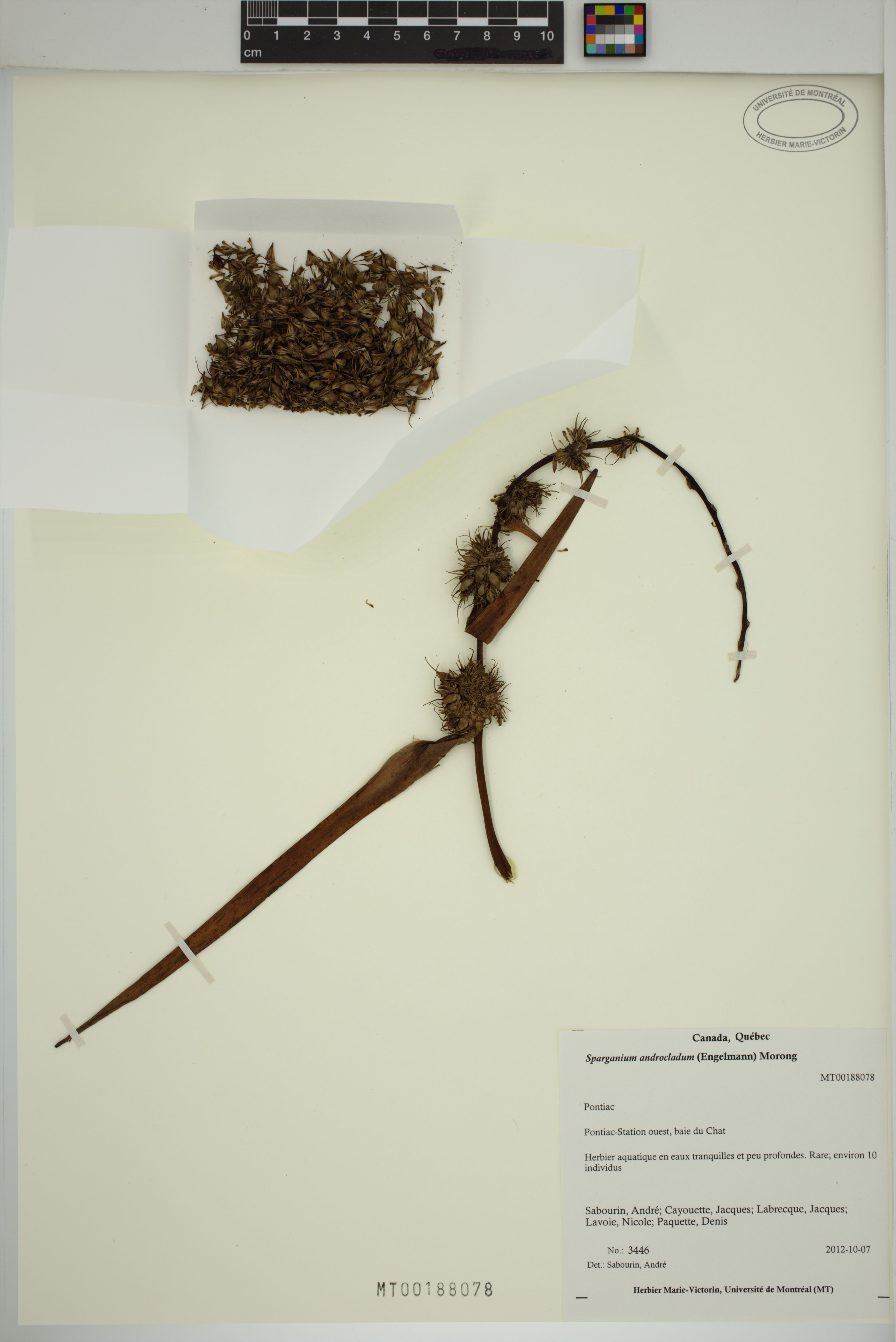 Sparganium androcladum - 120