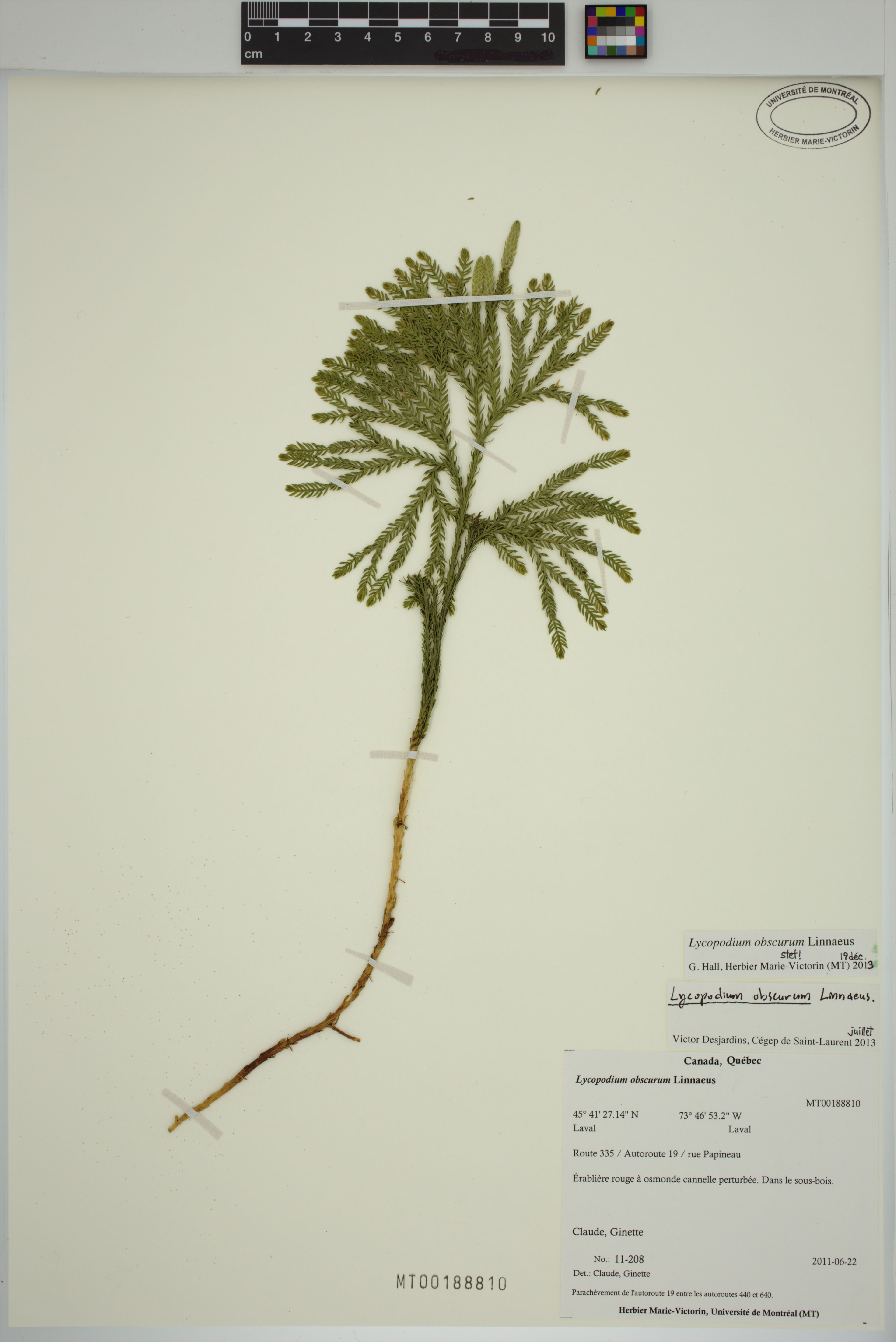 Lycopodium obscurum - 11