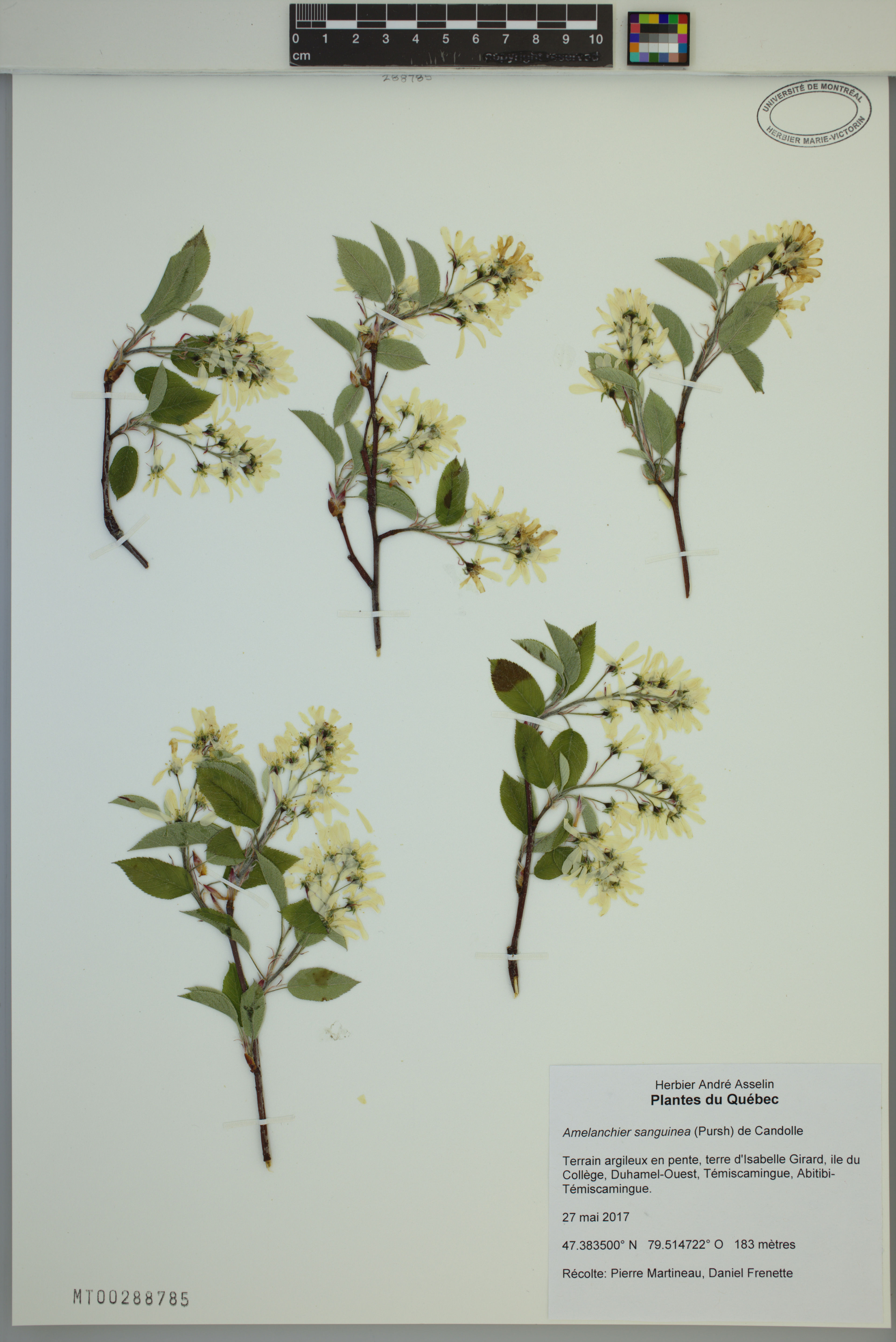 Amelanchier sanguinea - 95