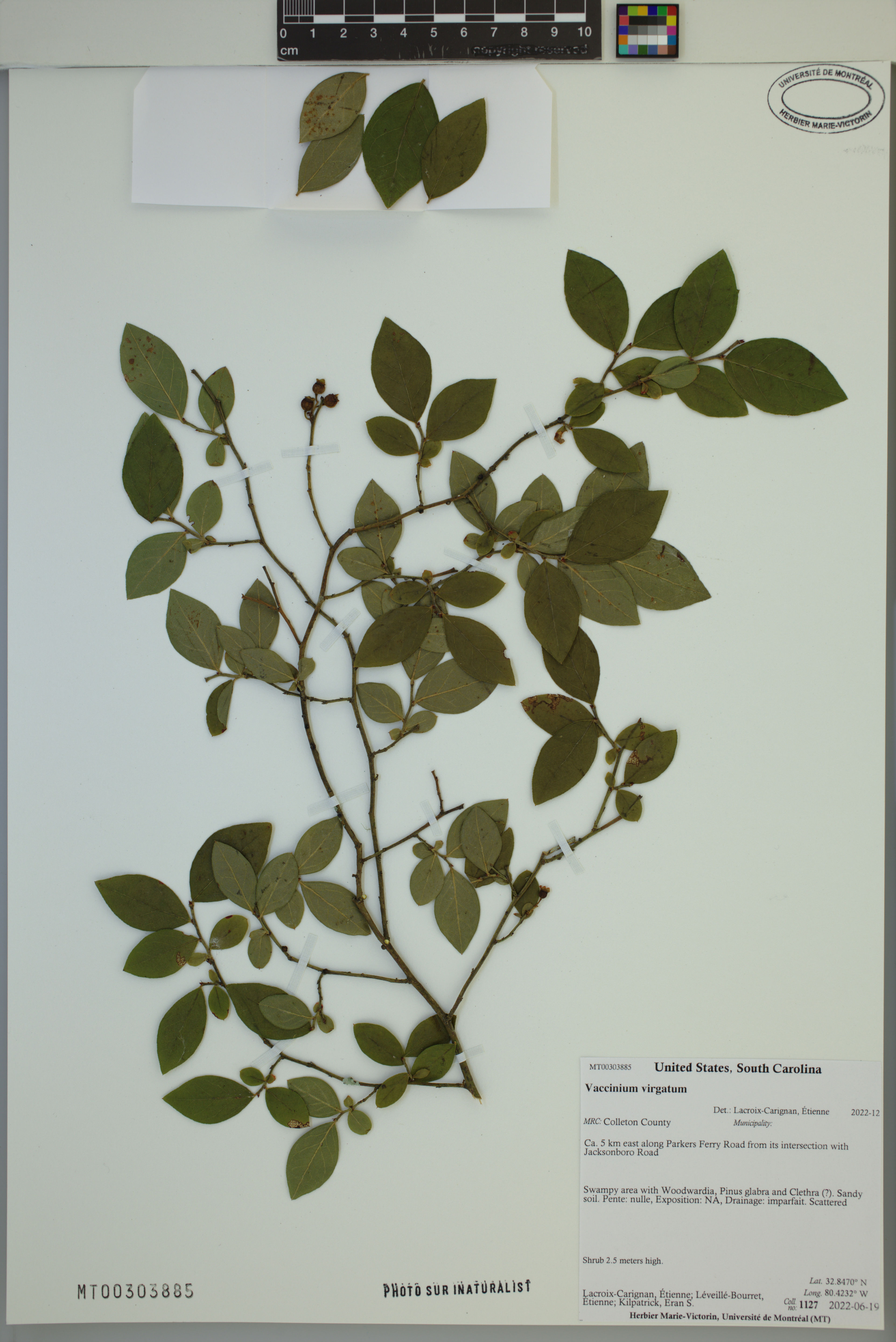 Vaccinium virgatum - 6