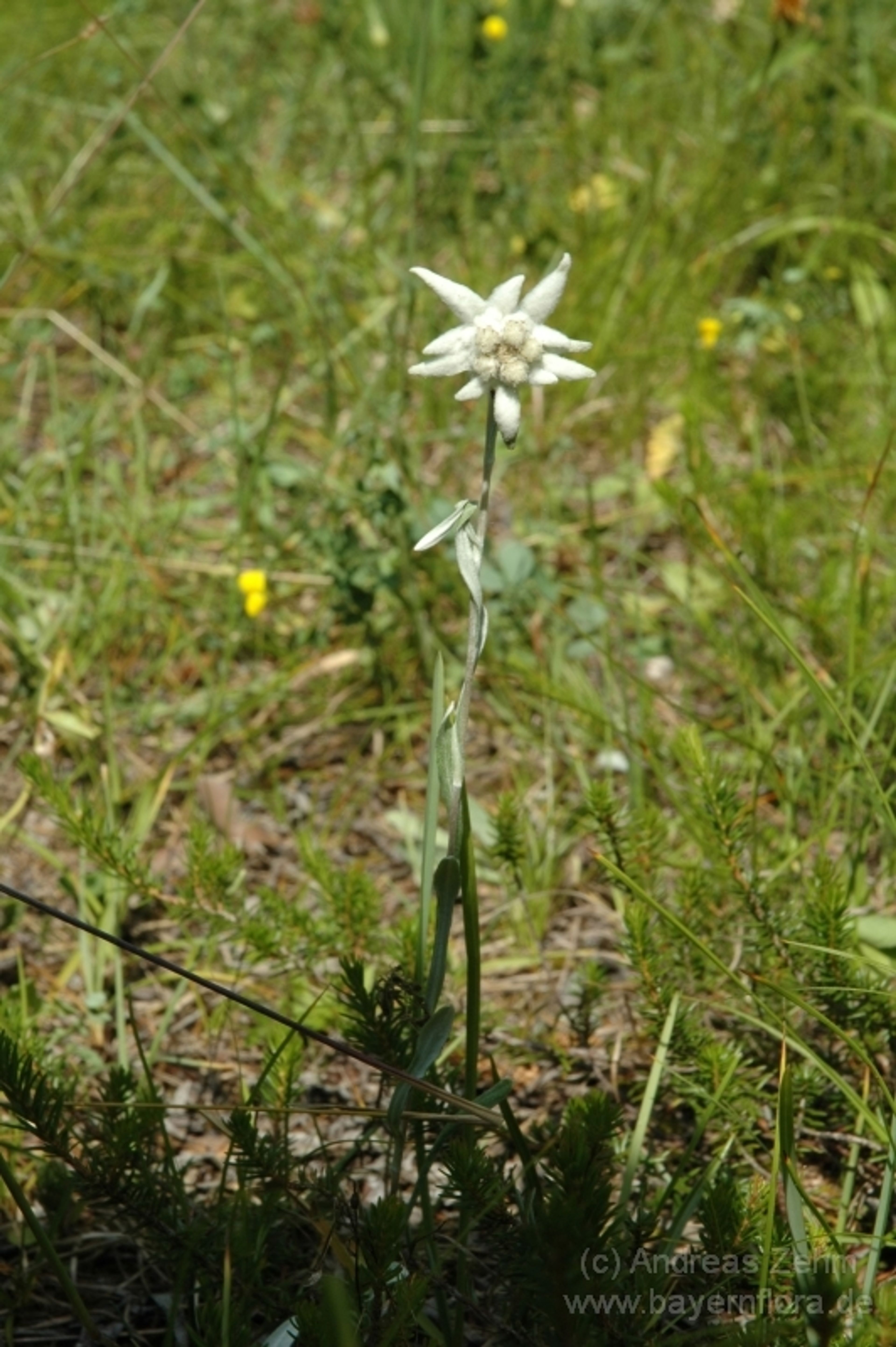 Leontopodium alpinum - 47