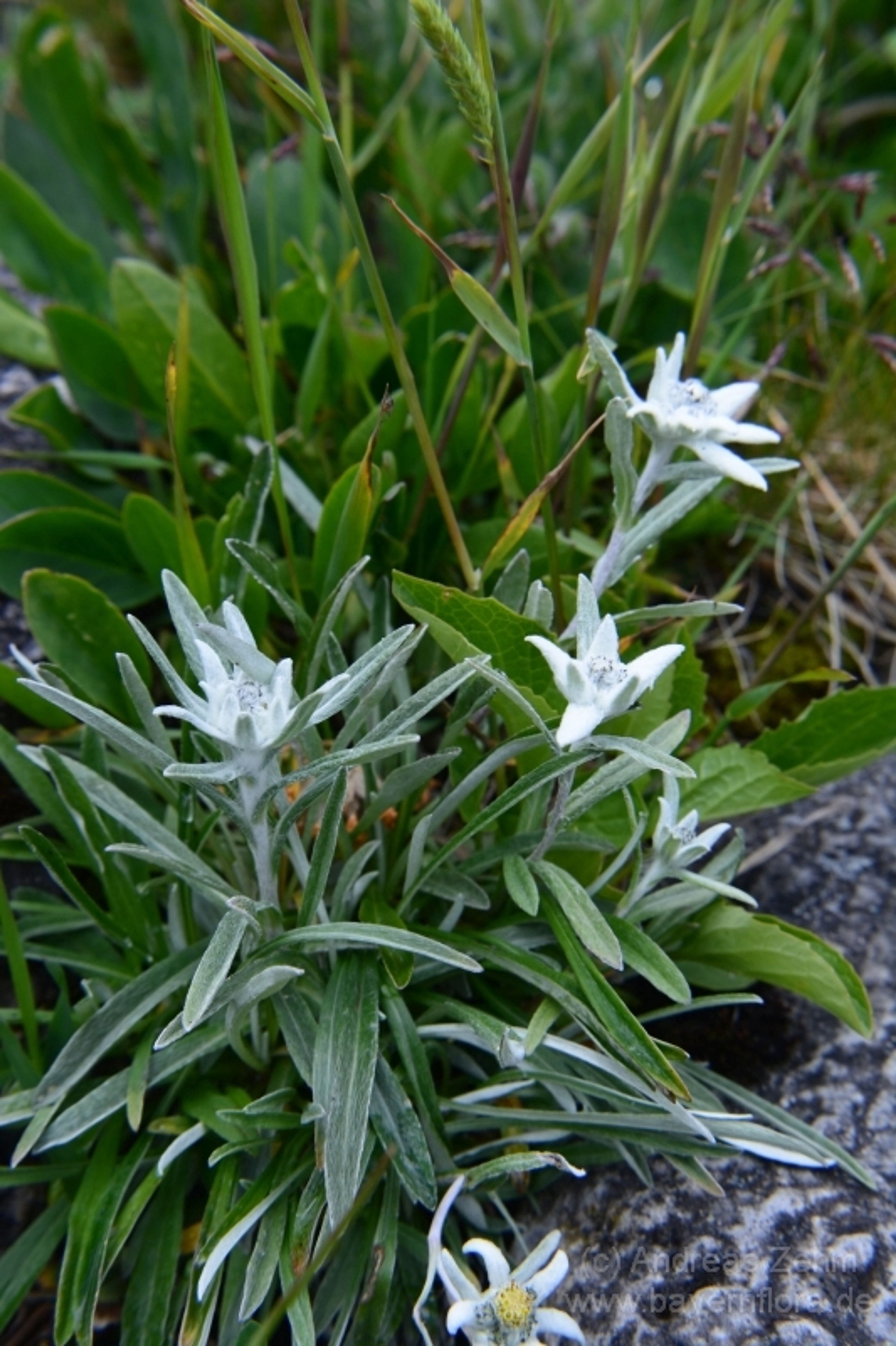 Leontopodium alpinum - 70