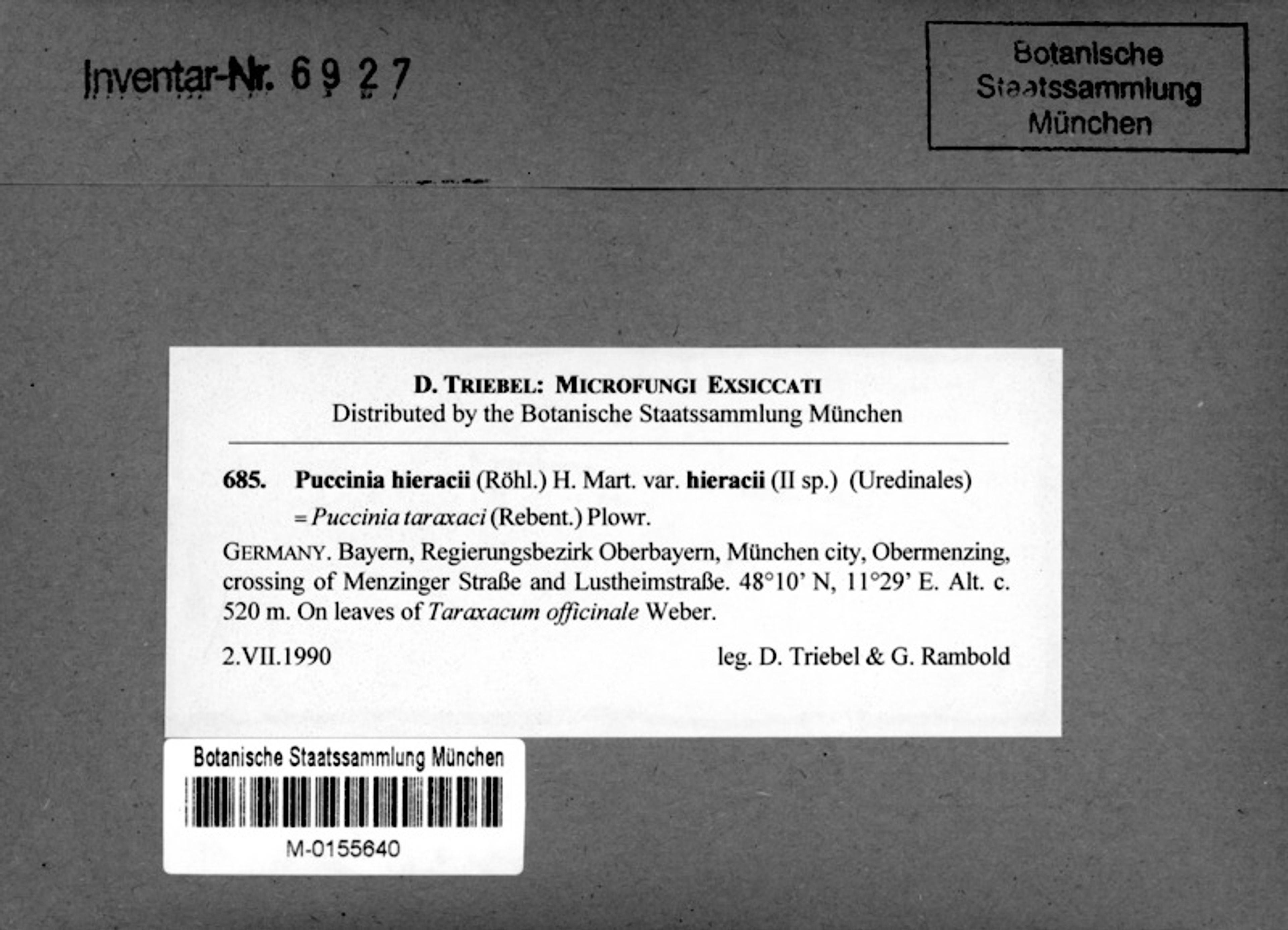 Taraxacum officinale - 3