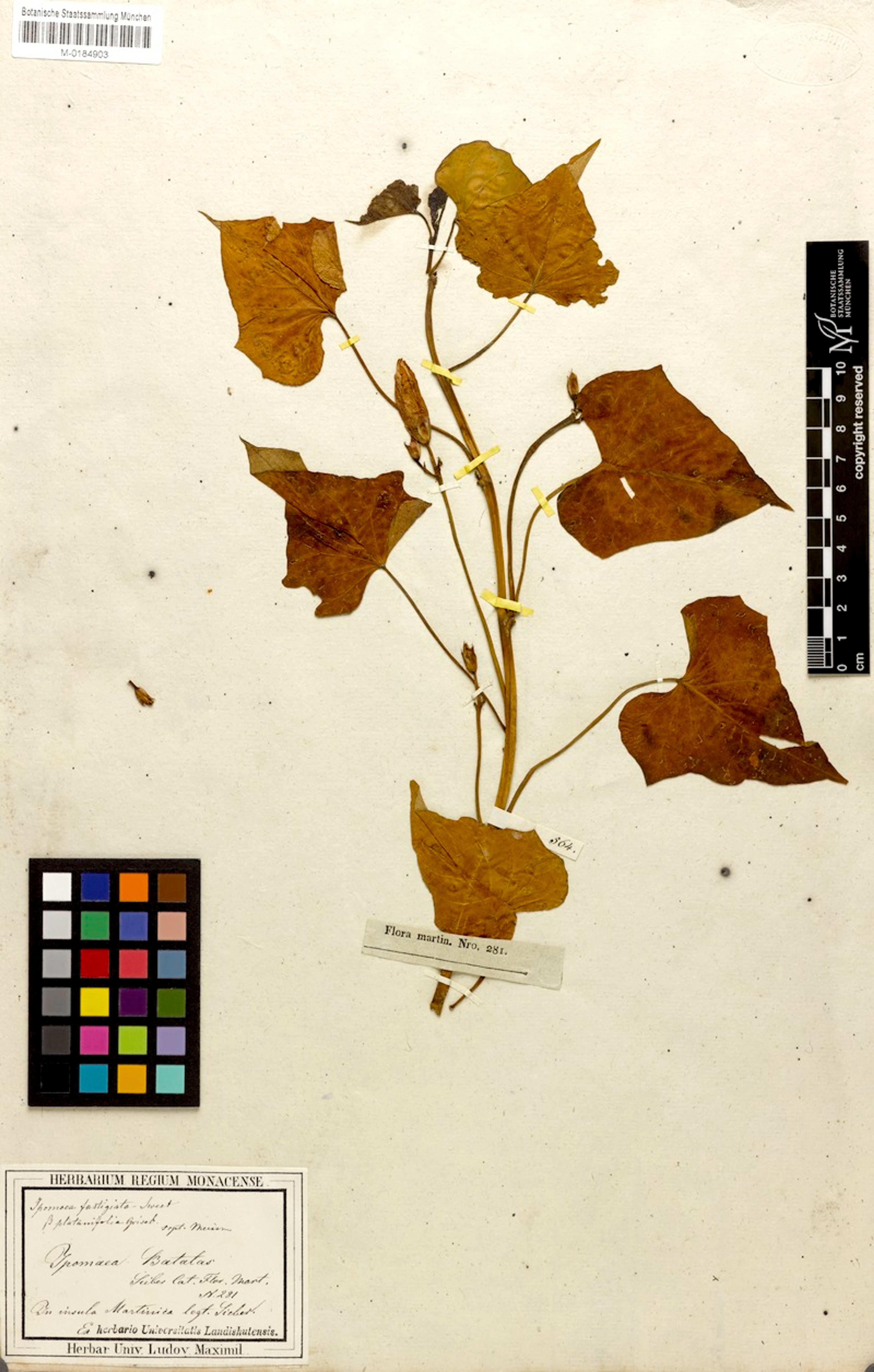 Ipomoea batatas - 10