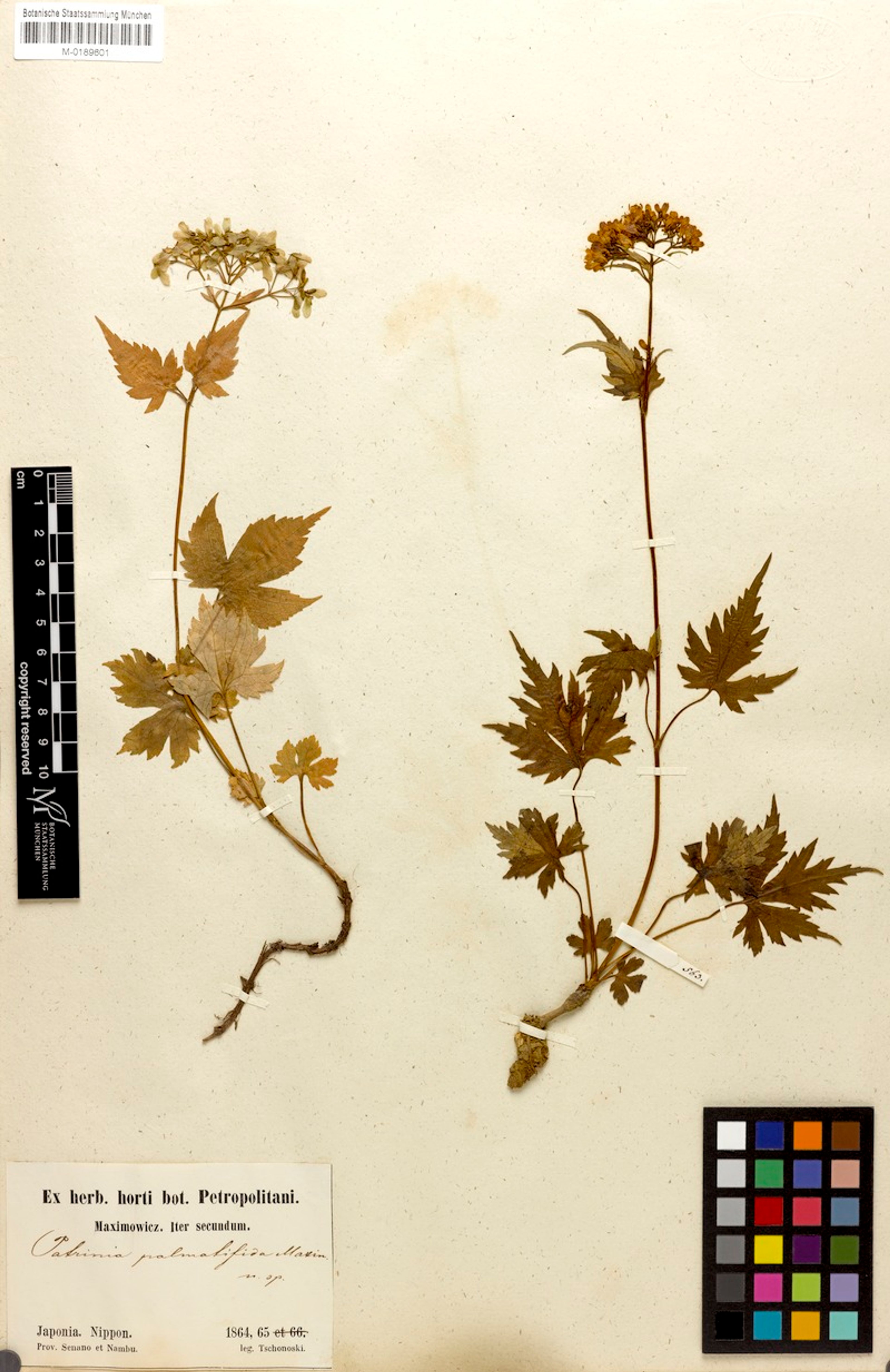 Patrinia triloba - 18