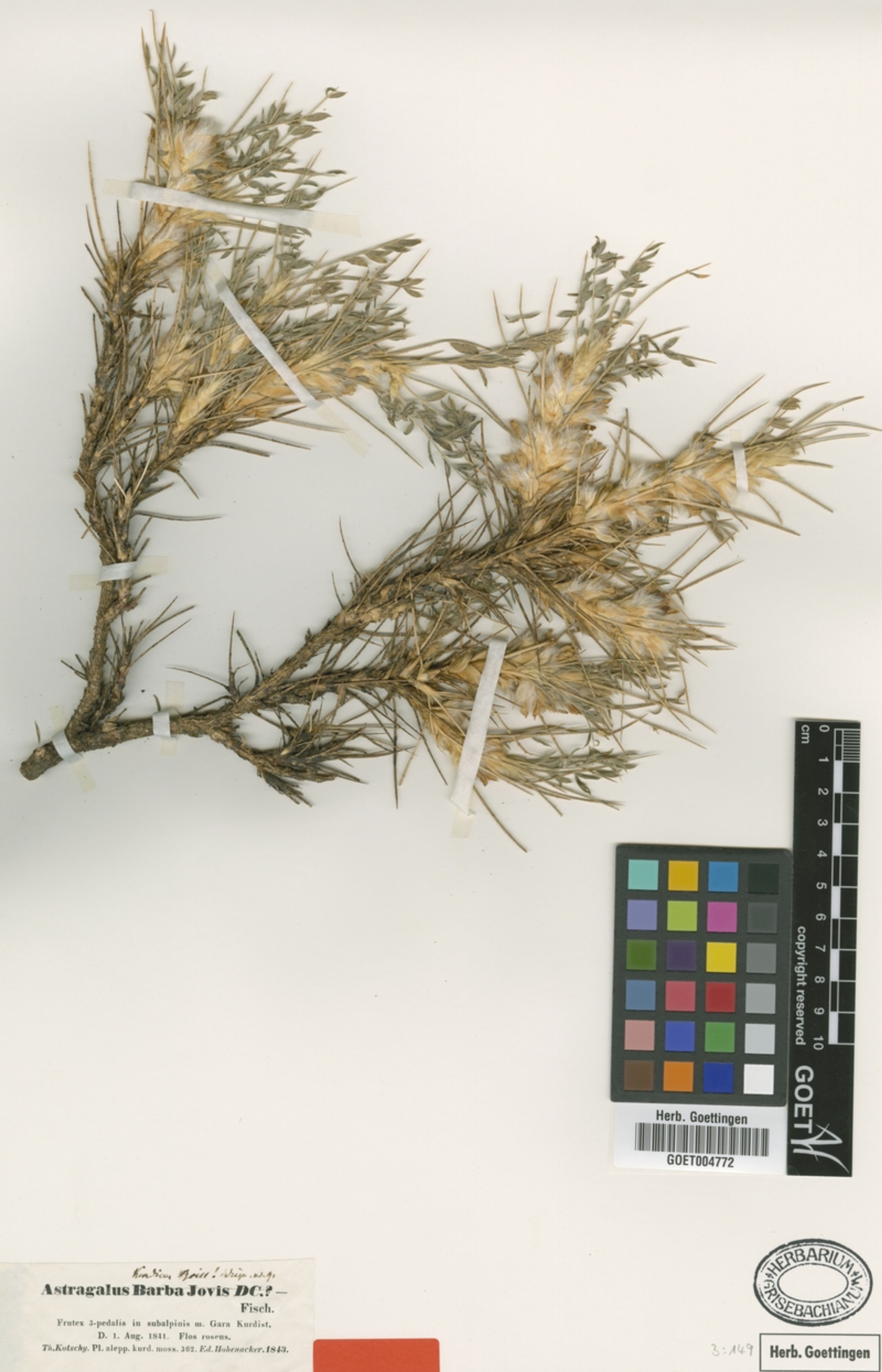 Astragalus kurdicus - 3