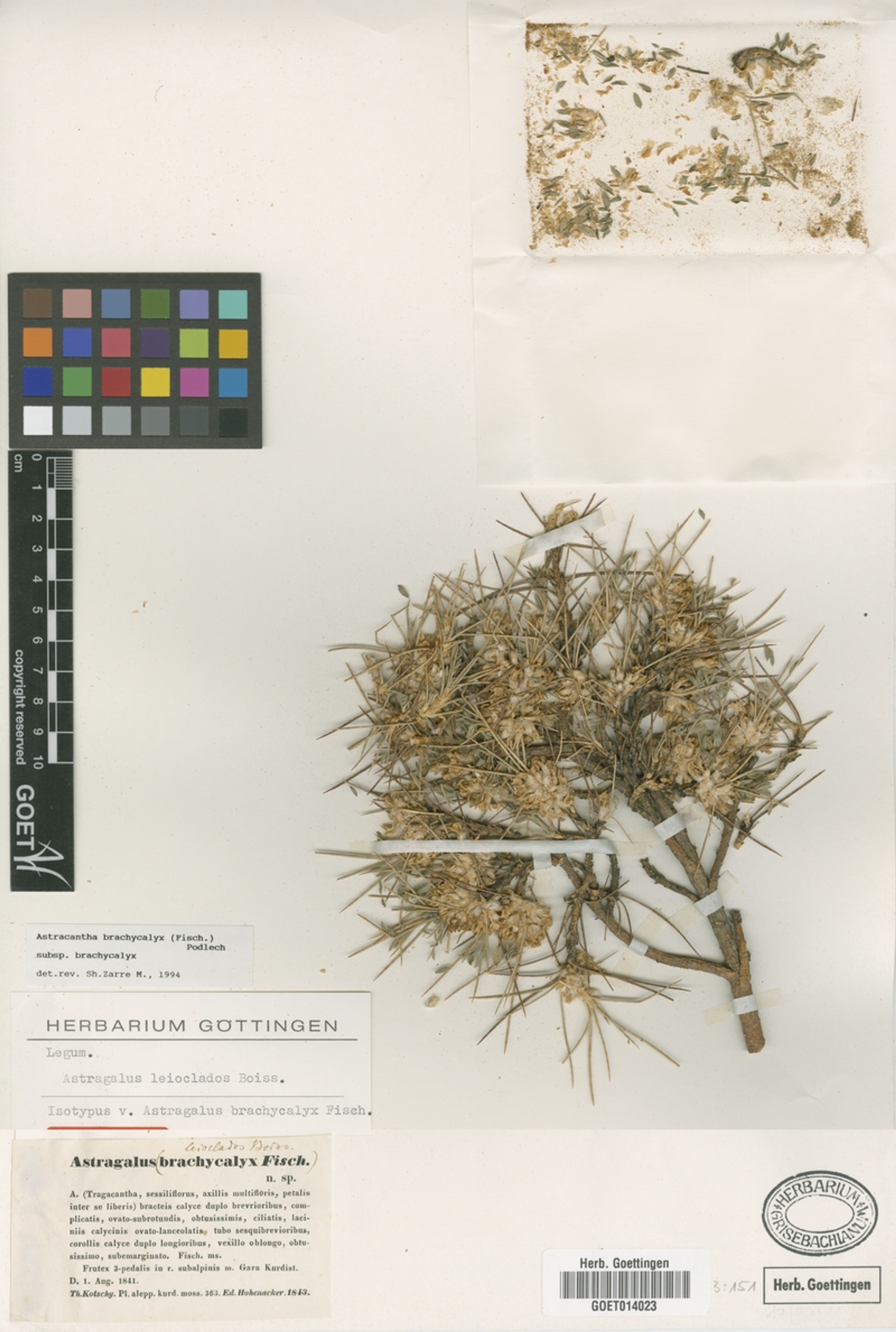 Astragalus brachycalyx - 18