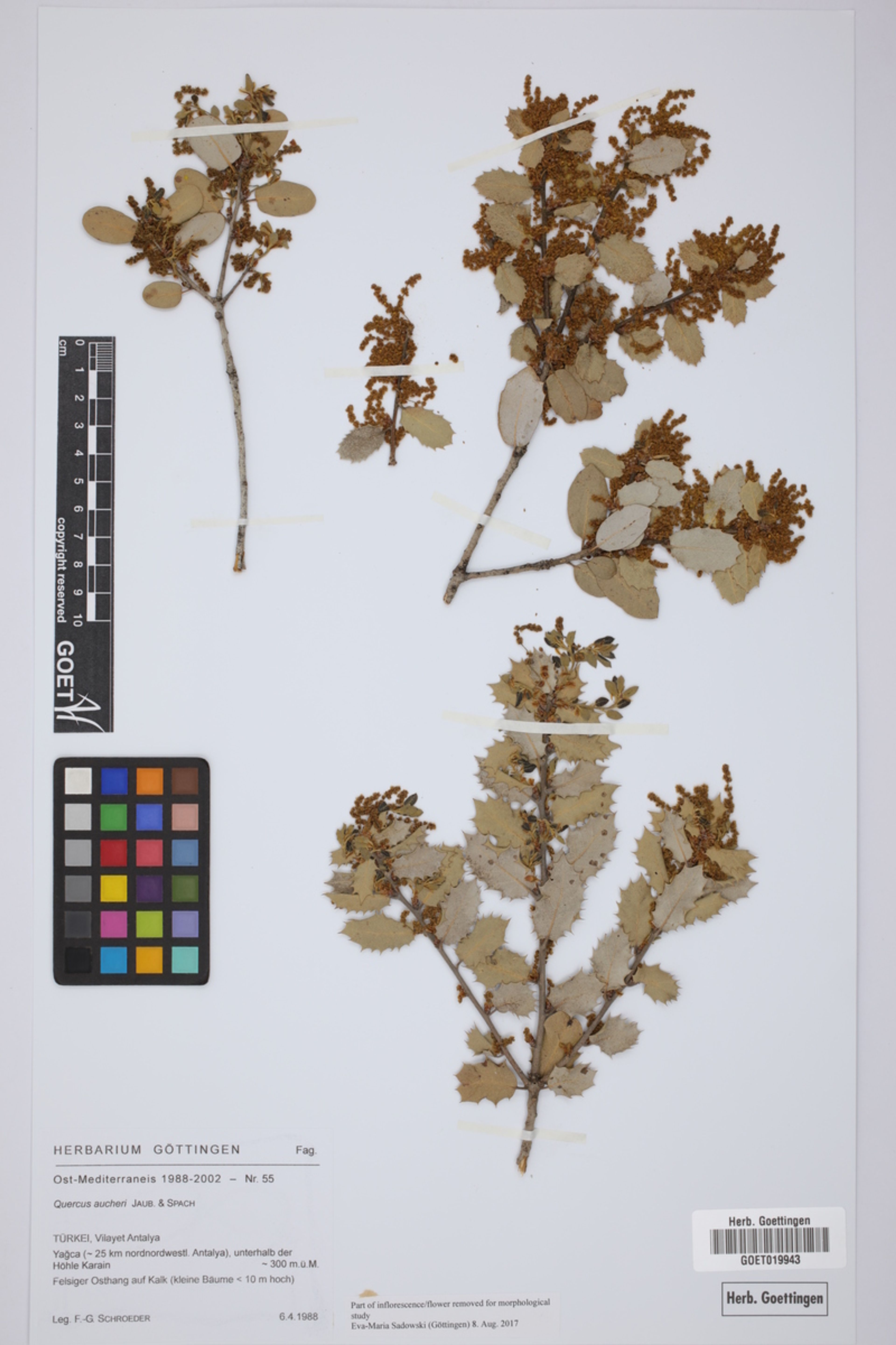 Quercus aucheri - 153