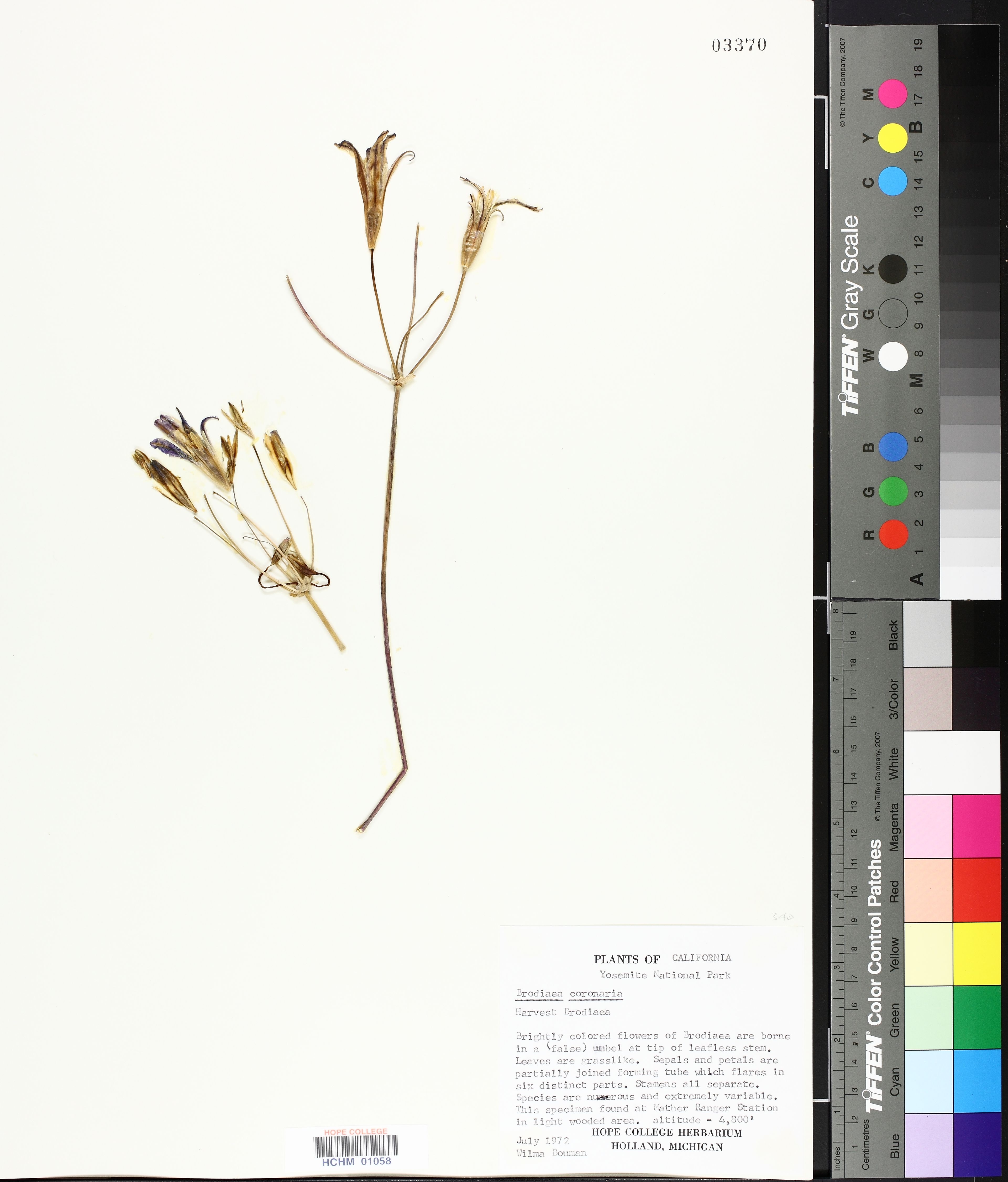Brodiaea coronaria - 28