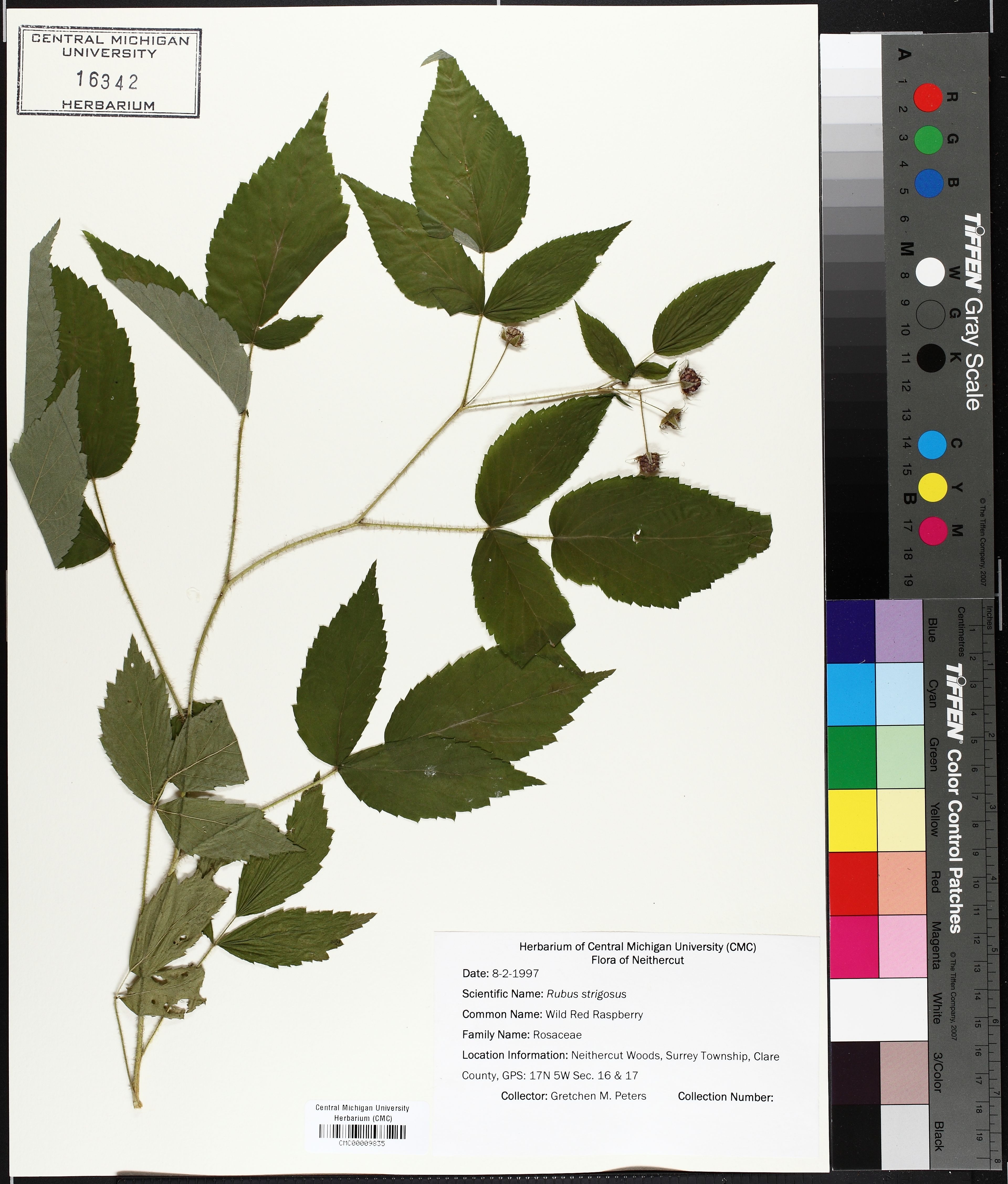 Rubus strigosus - 25