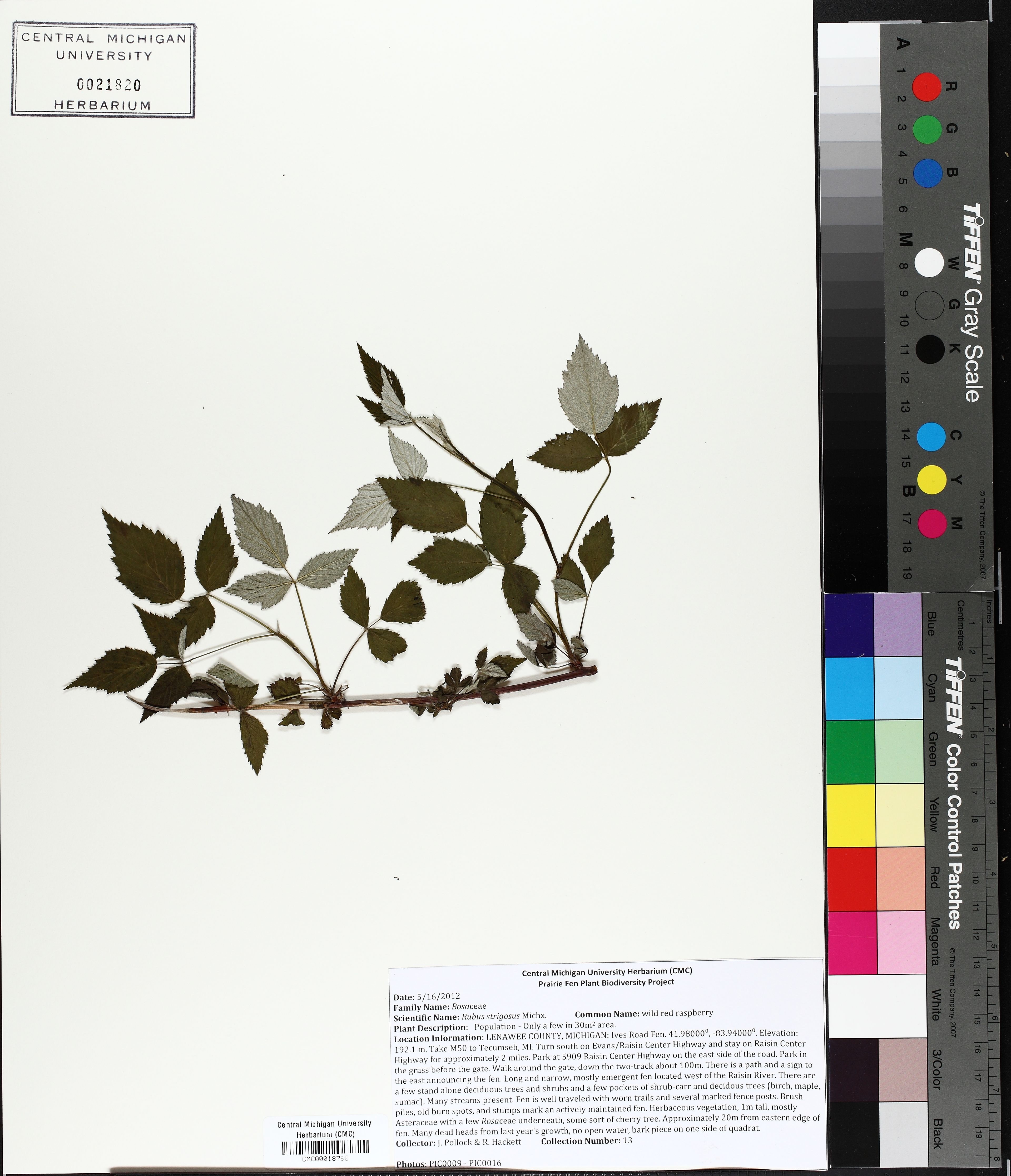 Rubus strigosus - 166