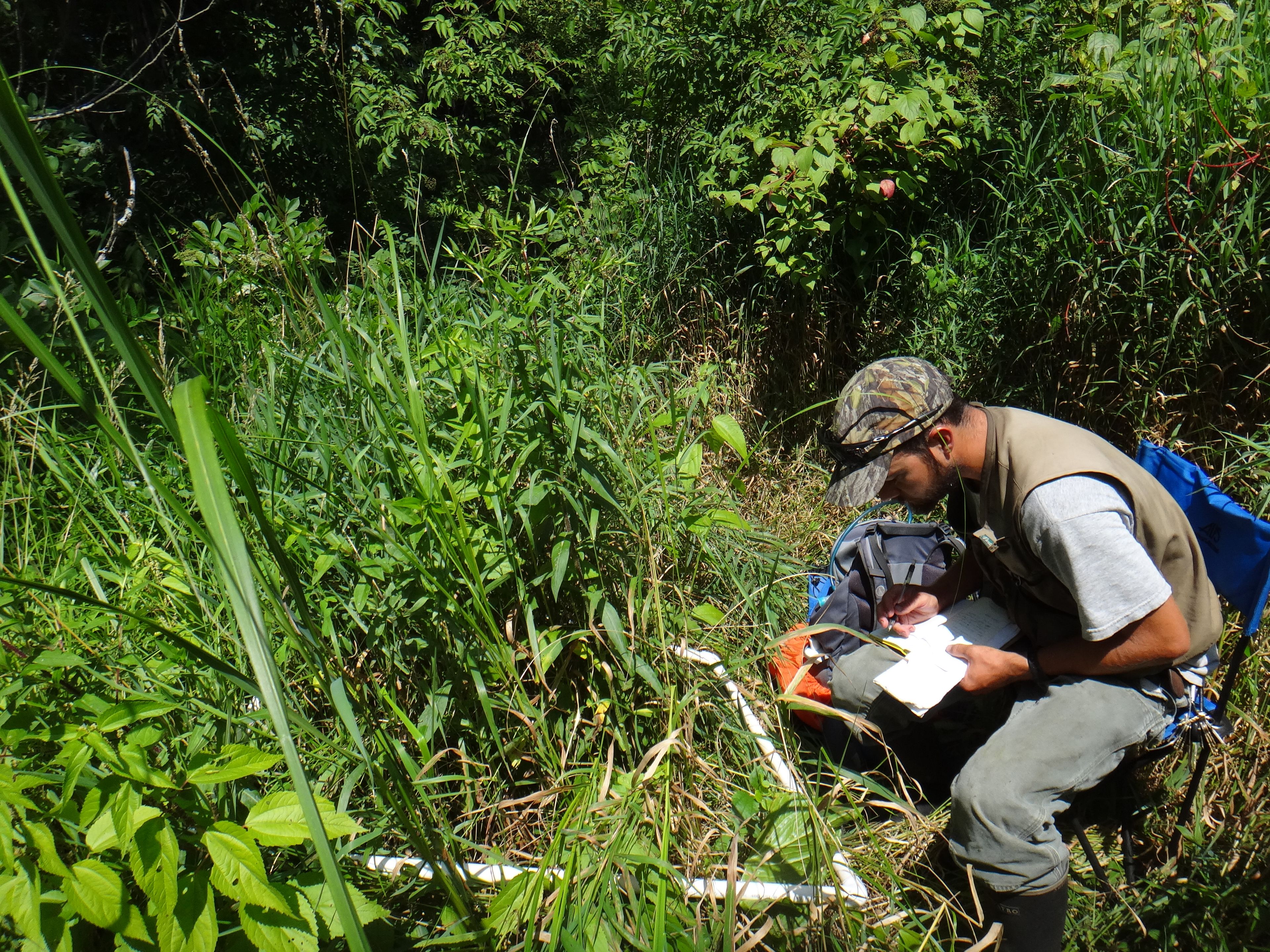 Spartina pectinata - 88
