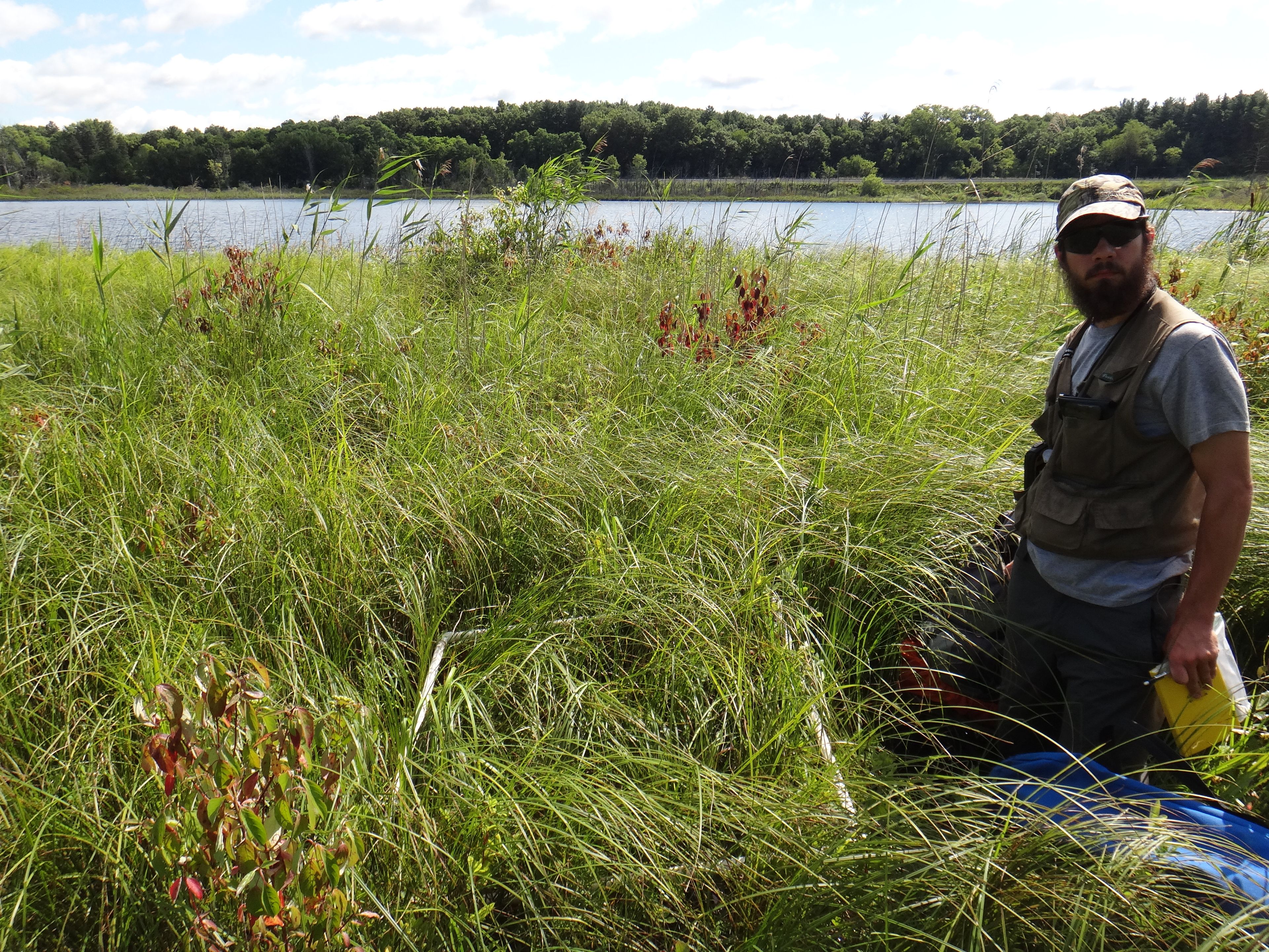 Spartina pectinata - 35