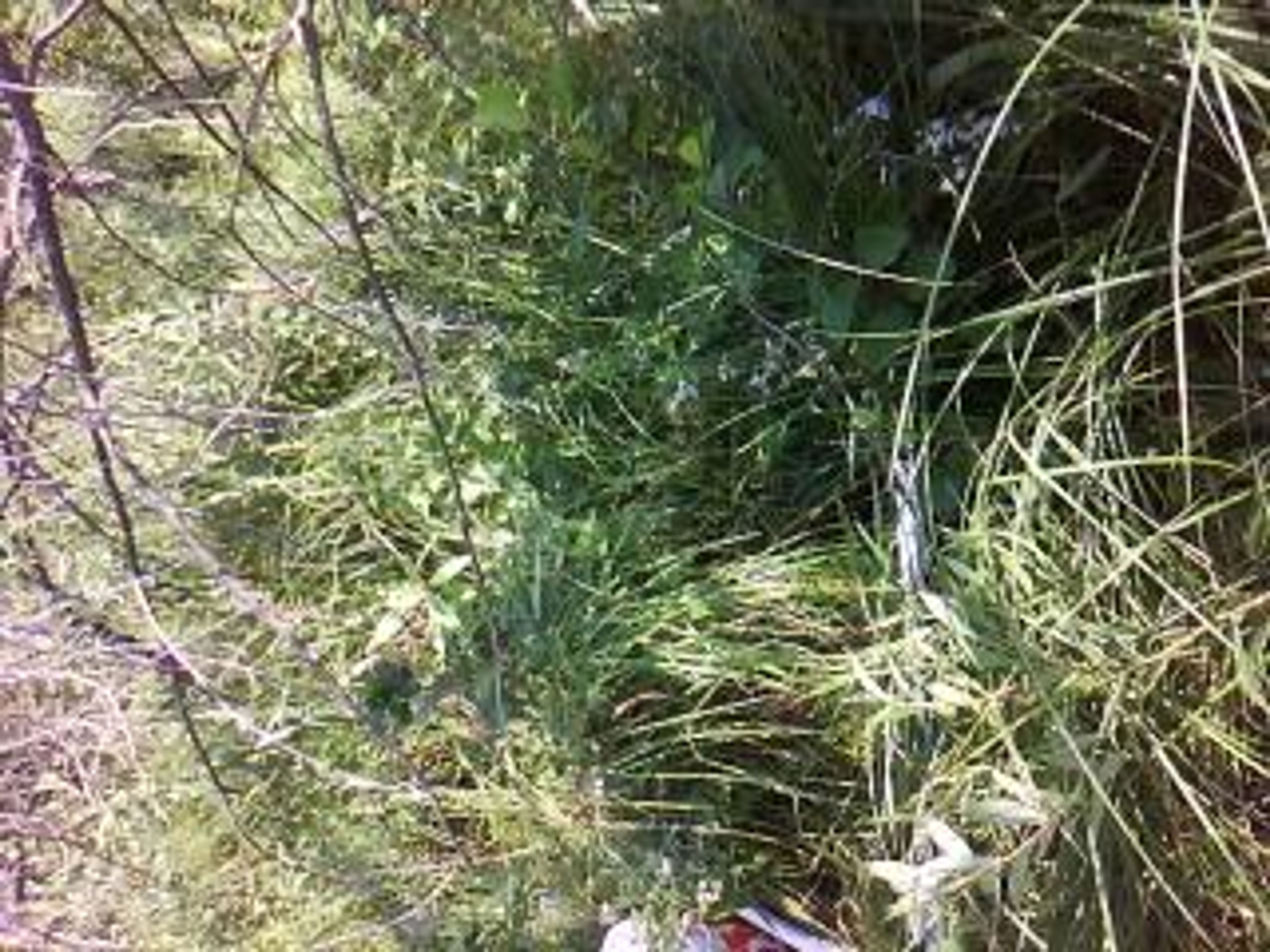Rubus strigosus - 13