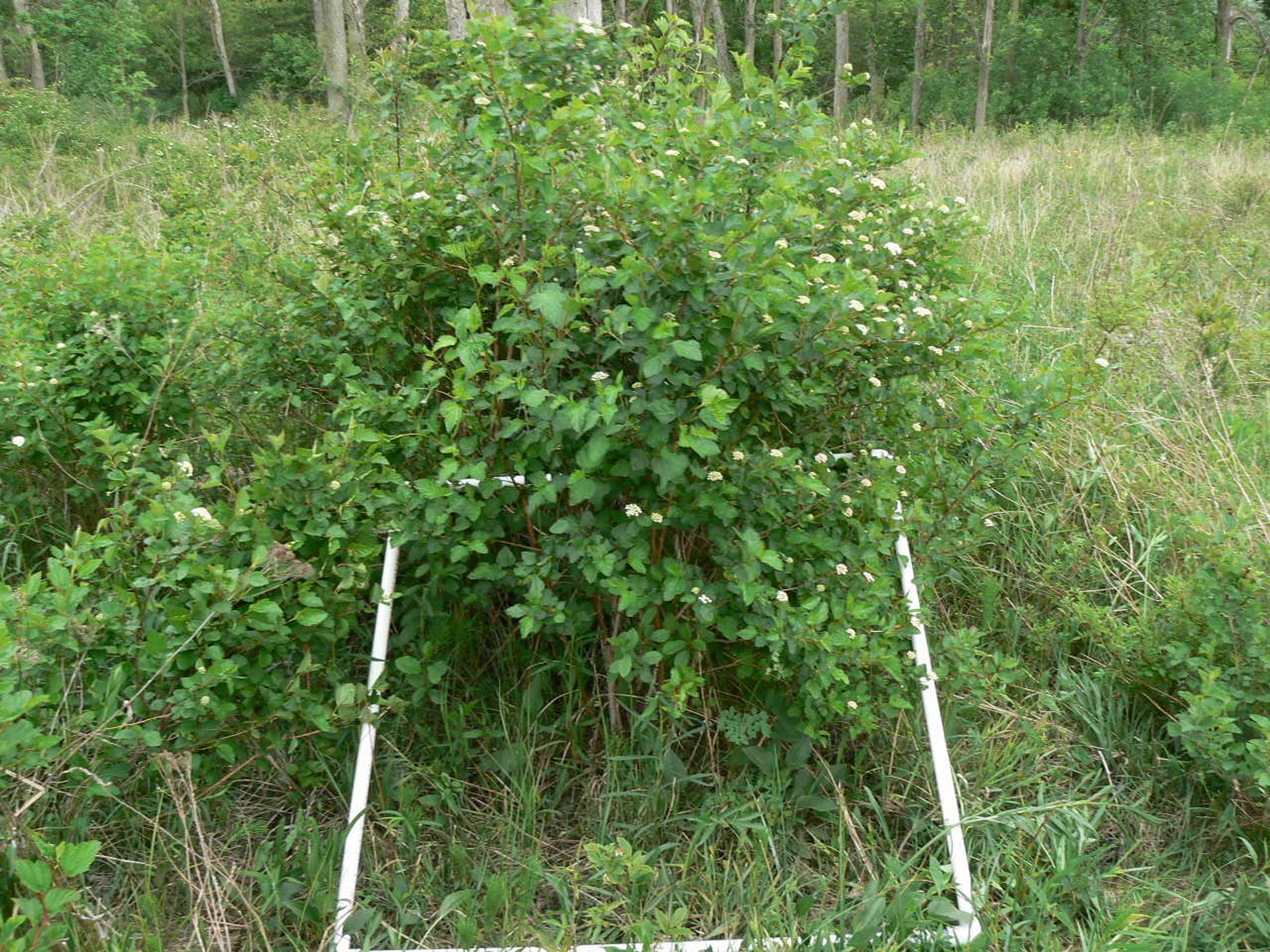 Rubus strigosus - 92