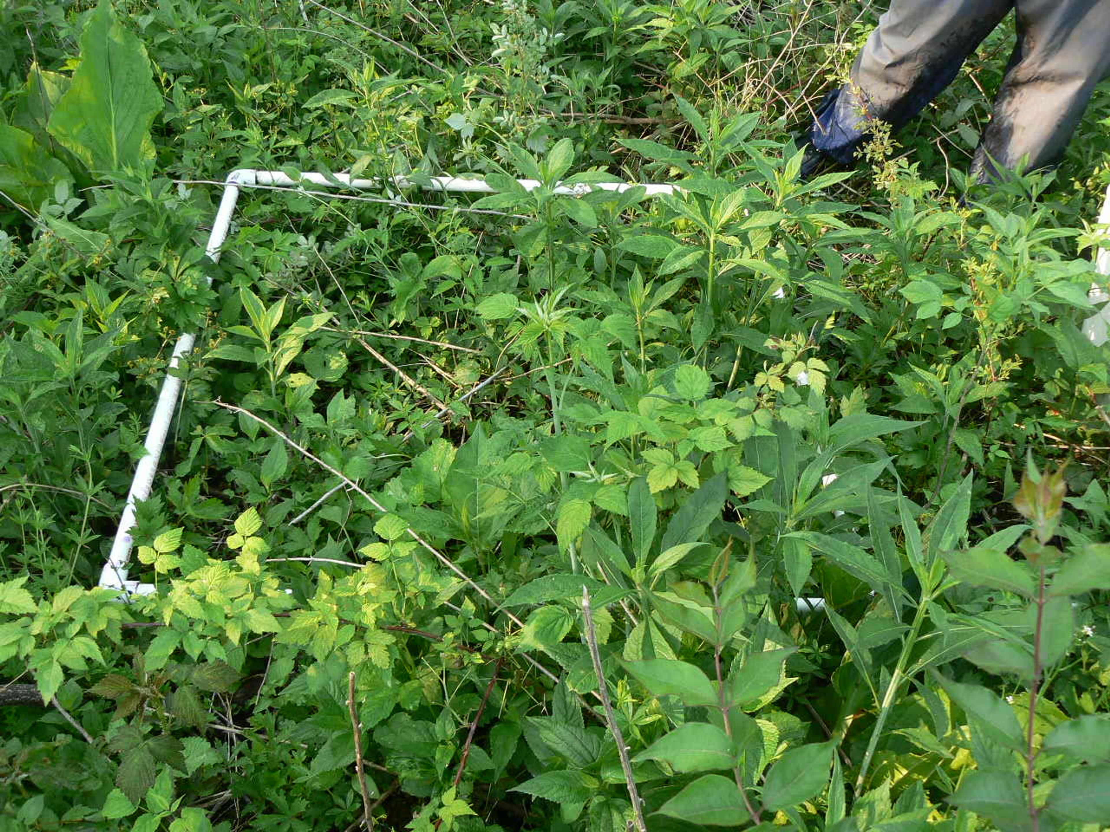 Rubus strigosus - 24