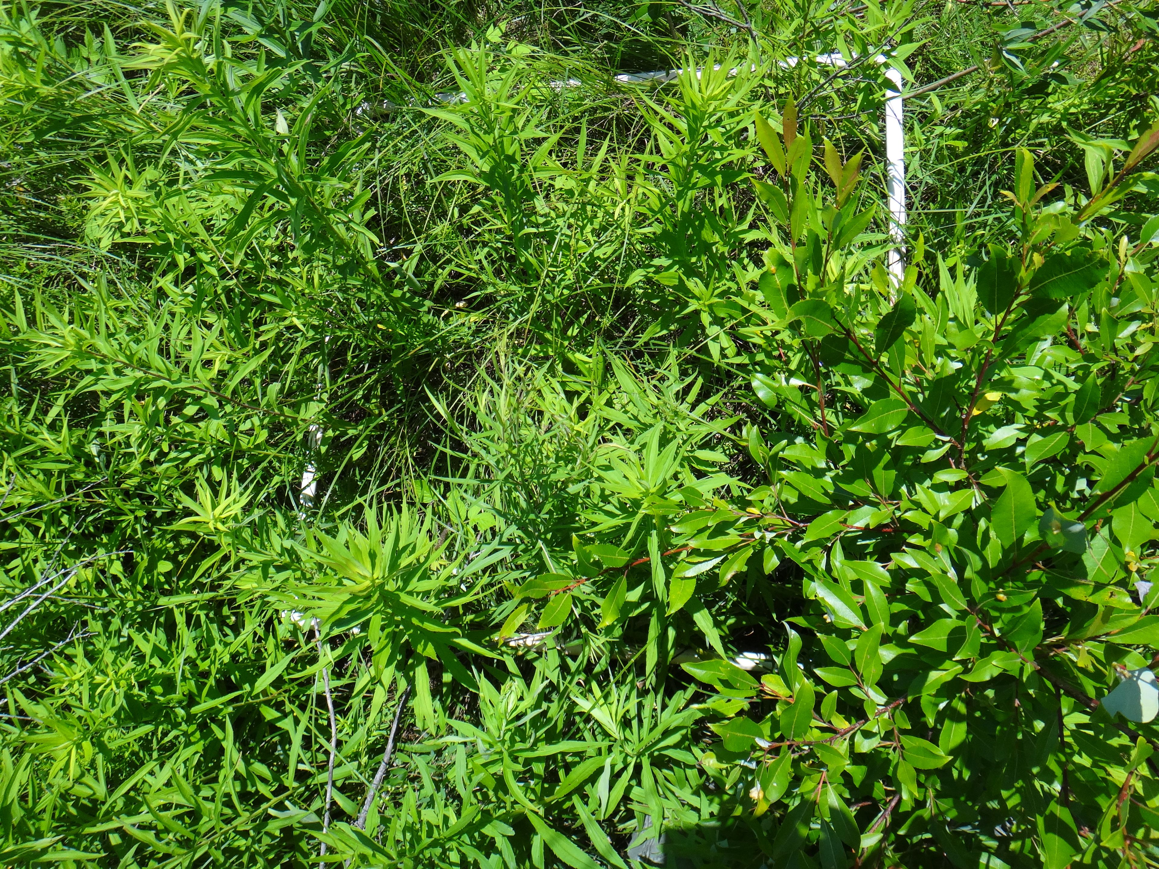 Rubus strigosus - 48