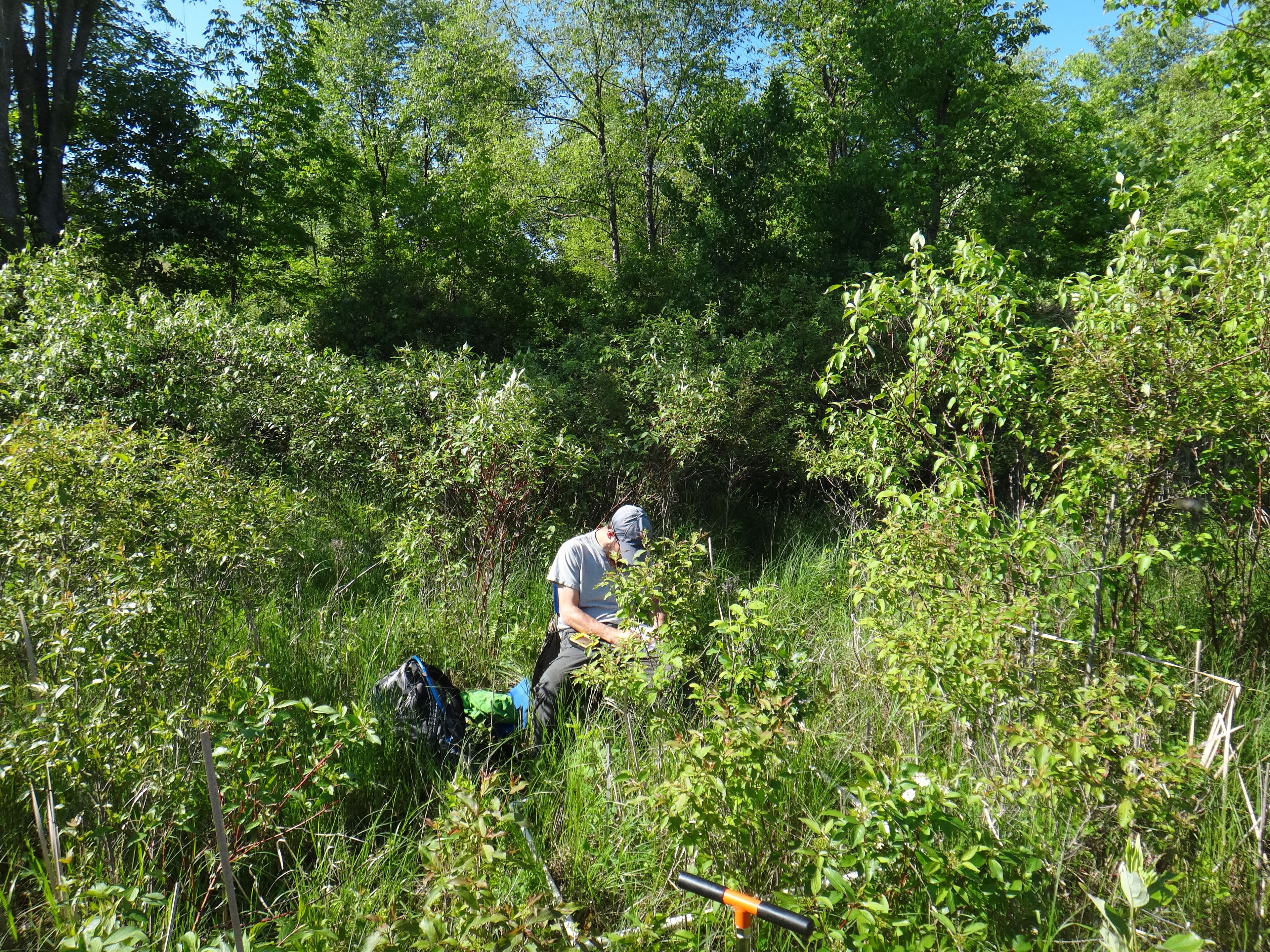 Spartina pectinata - 116