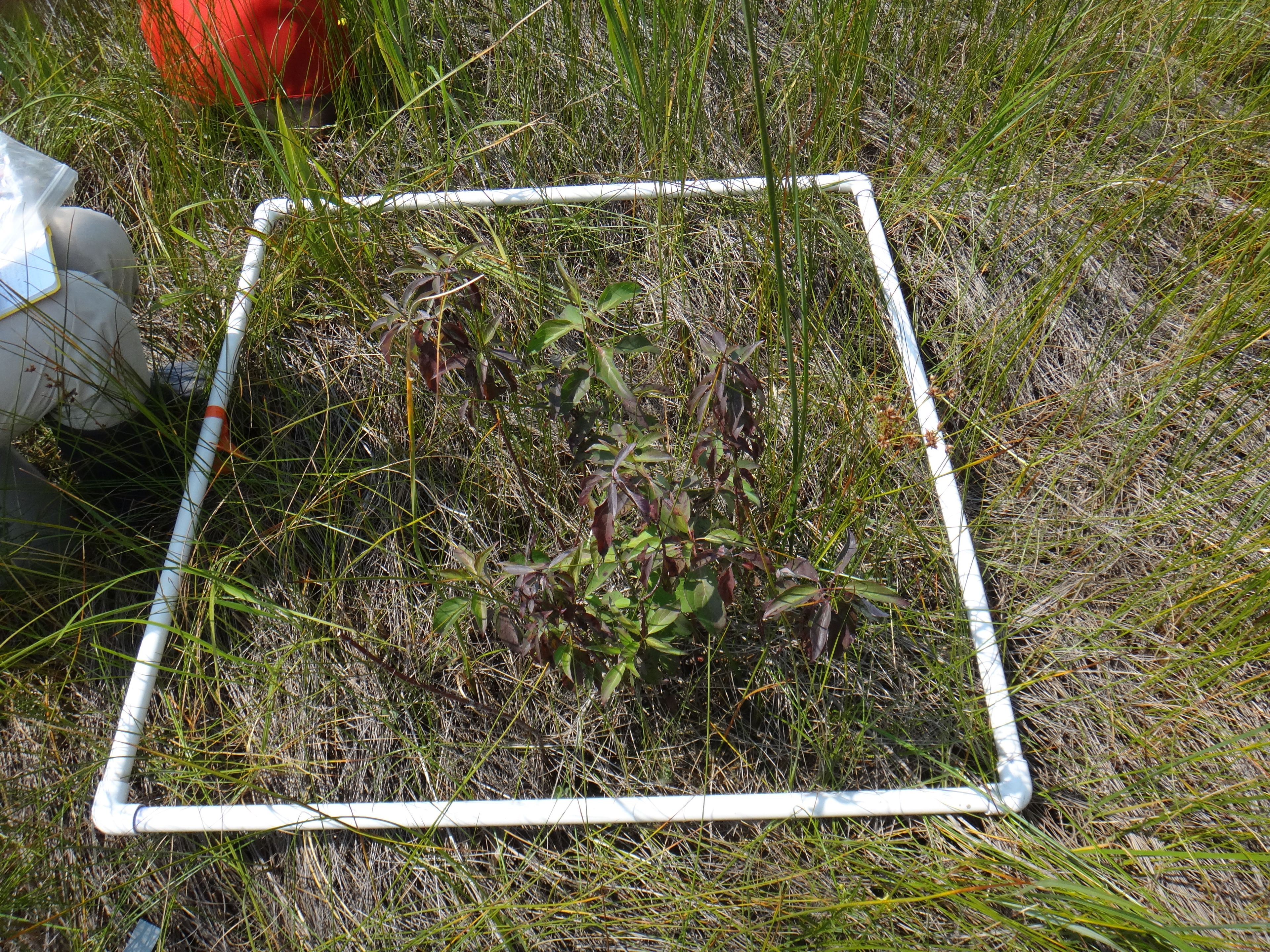 Spartina pectinata - 75