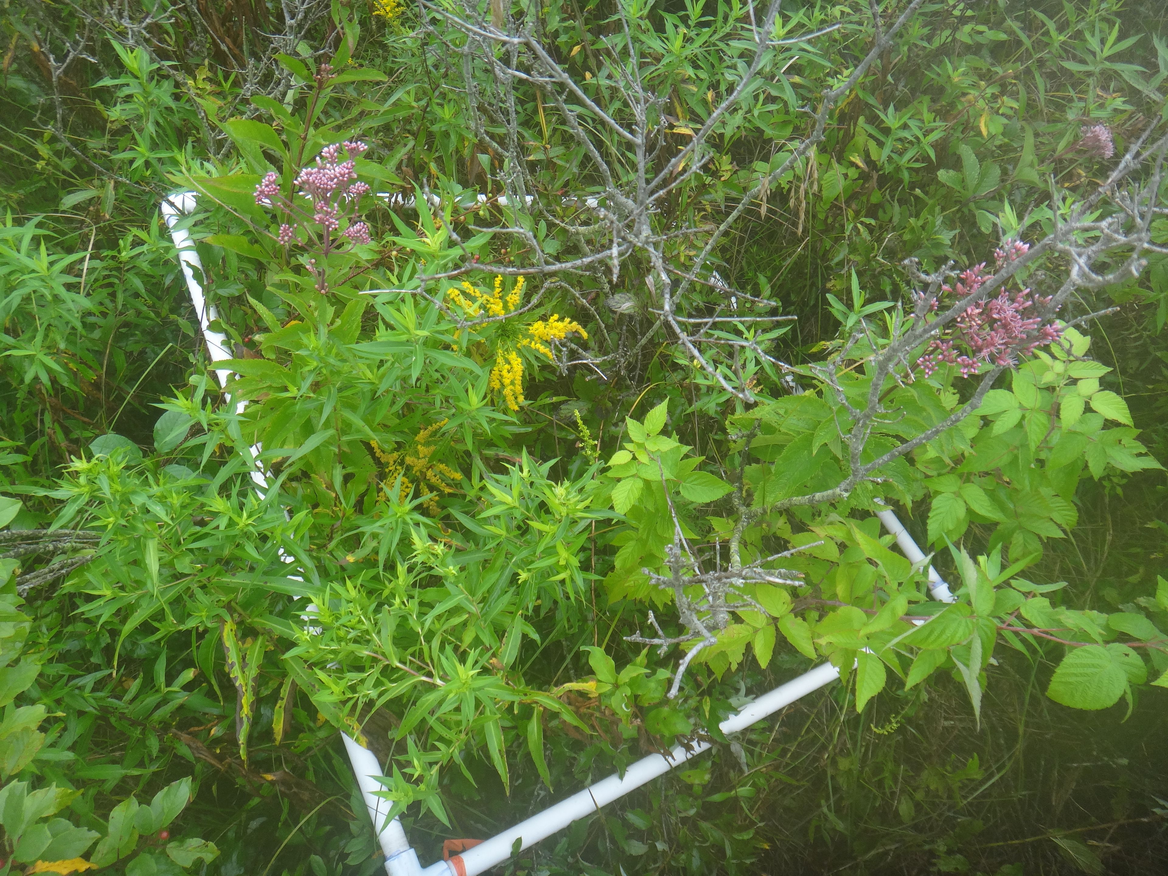 Rubus strigosus - 126