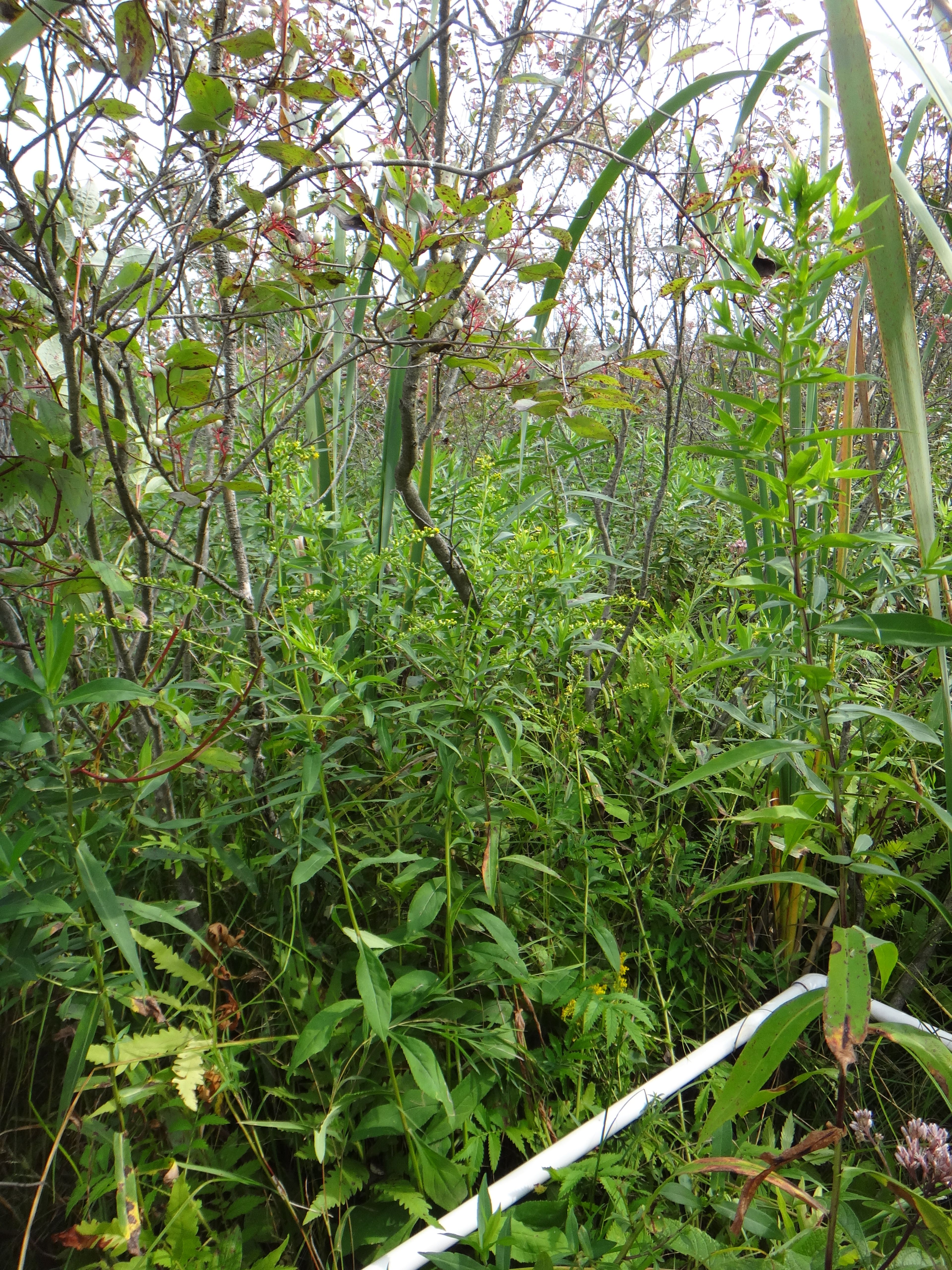 Rubus strigosus - 6
