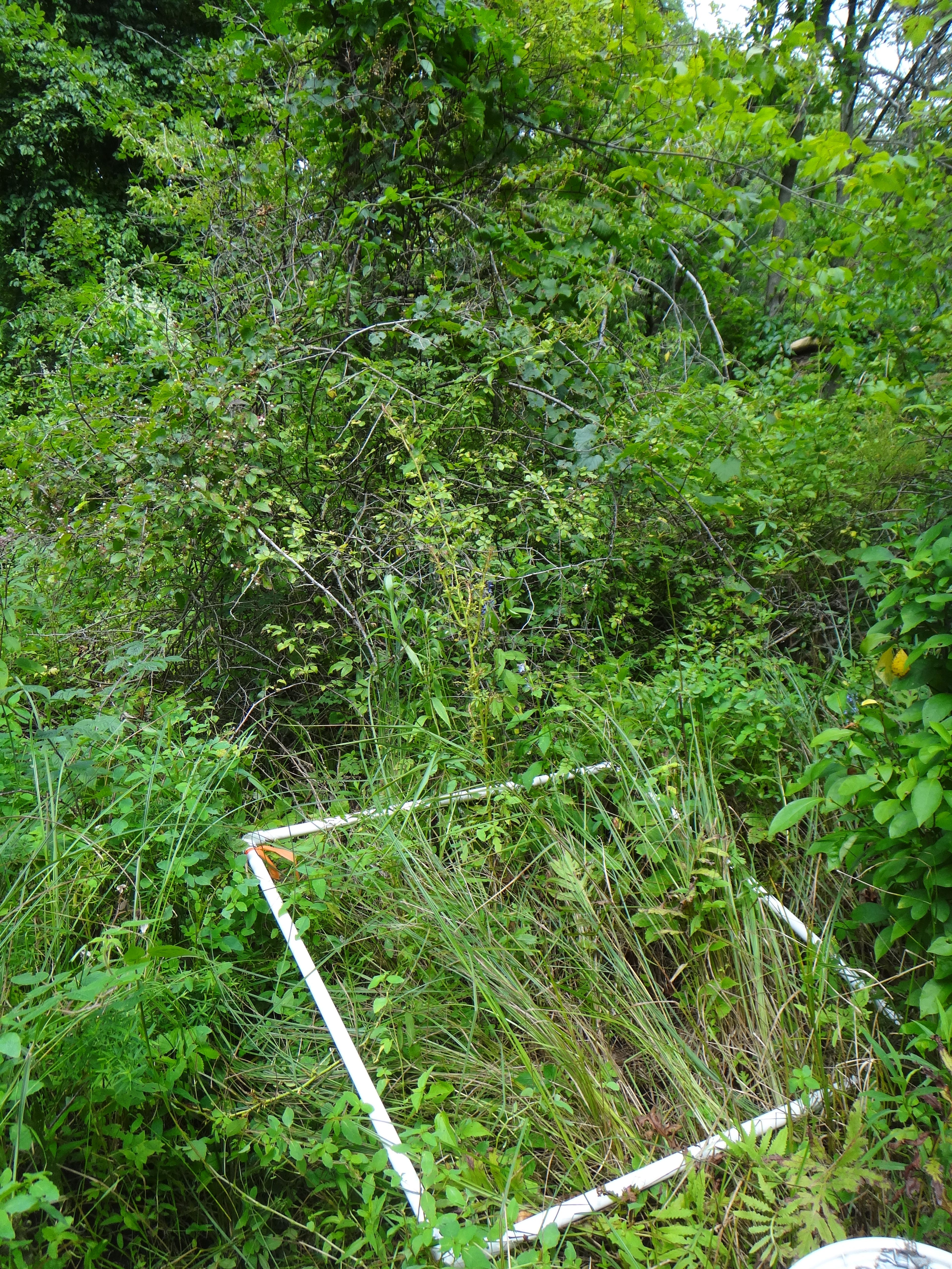 Rubus strigosus - 12